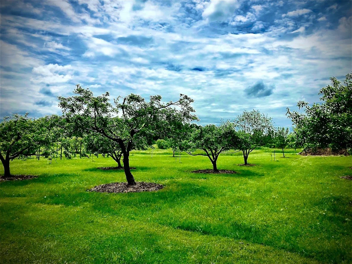 orchard.jpg