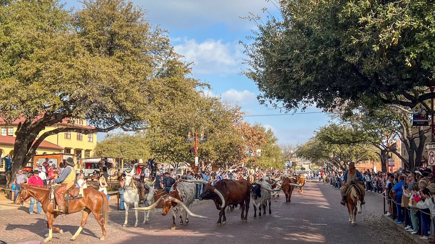 Longhorns.jpg
