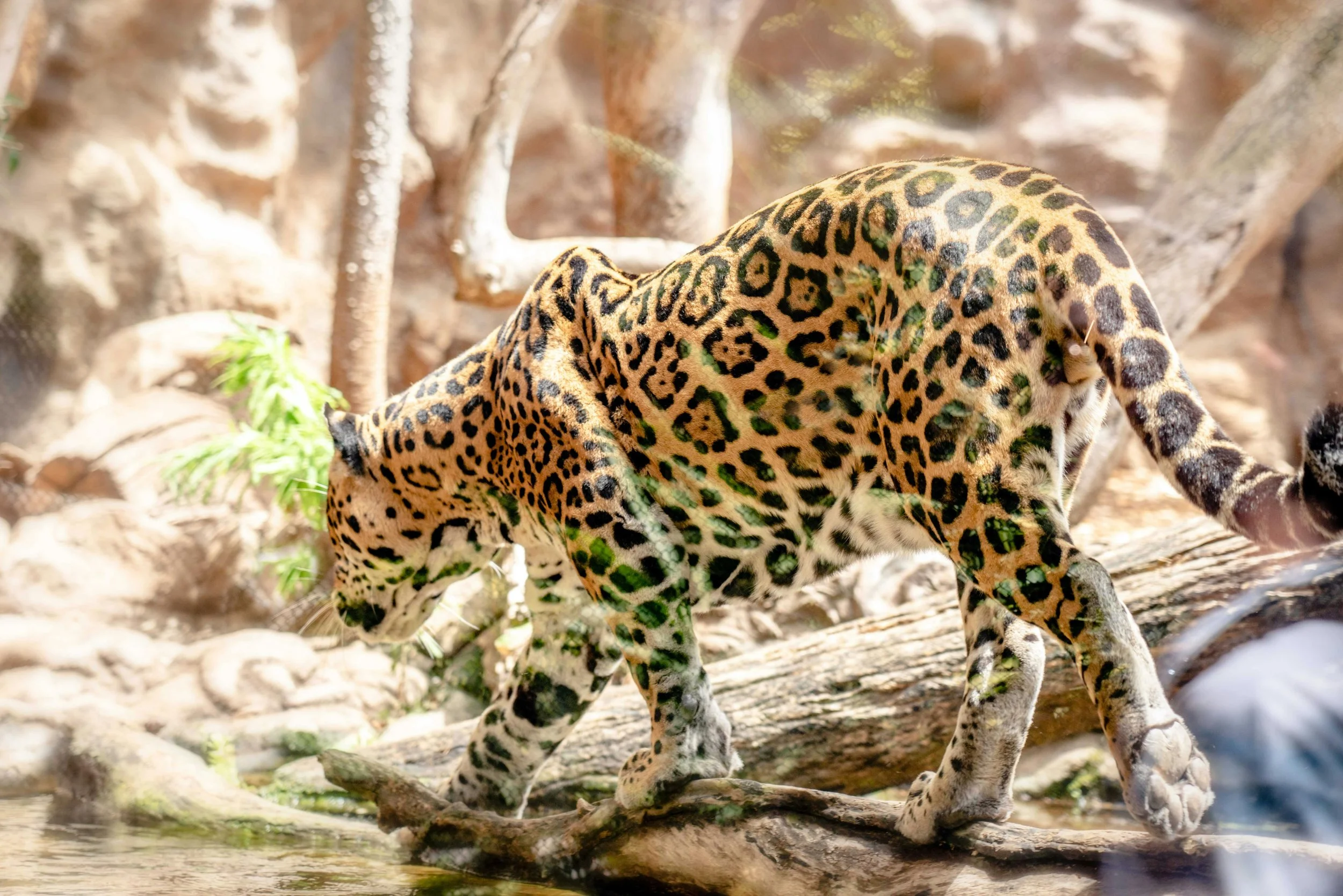 A jaguar walking on a fallen tree trunk in a natural habitat with trees and rocks.