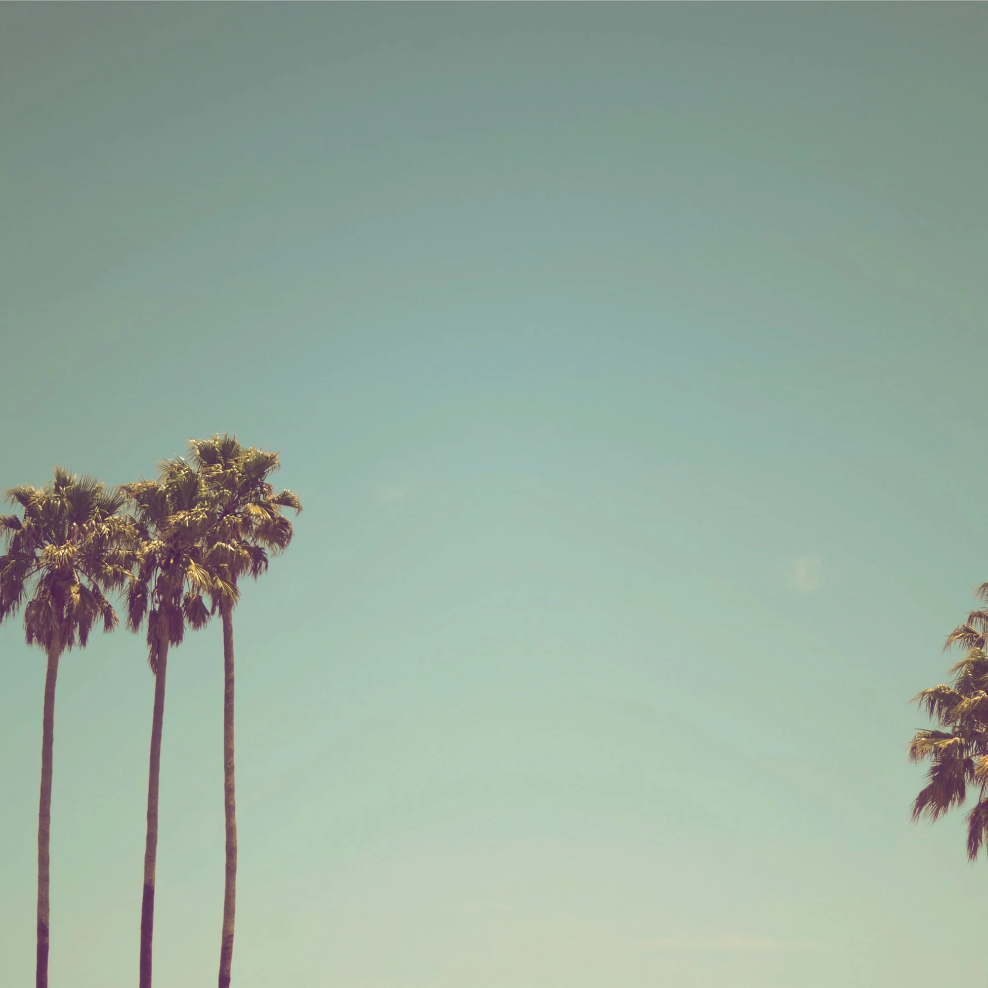 A clear sky with a few palm trees on the left and right sides.