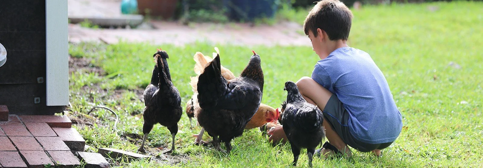 Life Lessons Learned from My Backyard Chickens