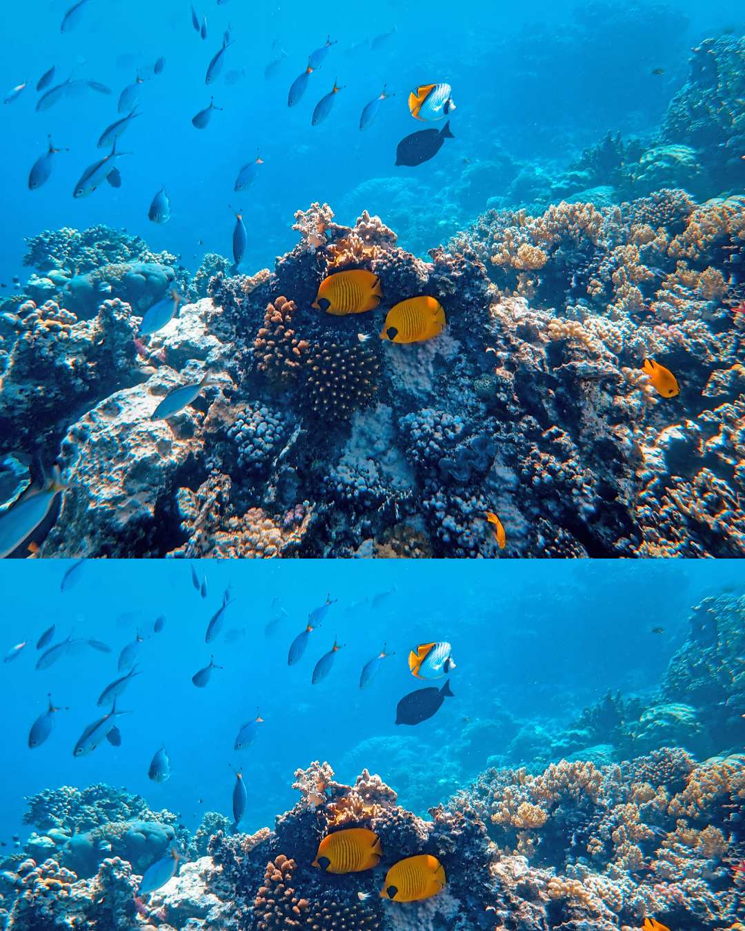 Underwater scene with colorful coral reef and various tropical fish swimming in clear blue water