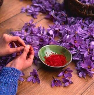 Saffron Harvest in Morocco: When to Visit Taliouine and What to Expect