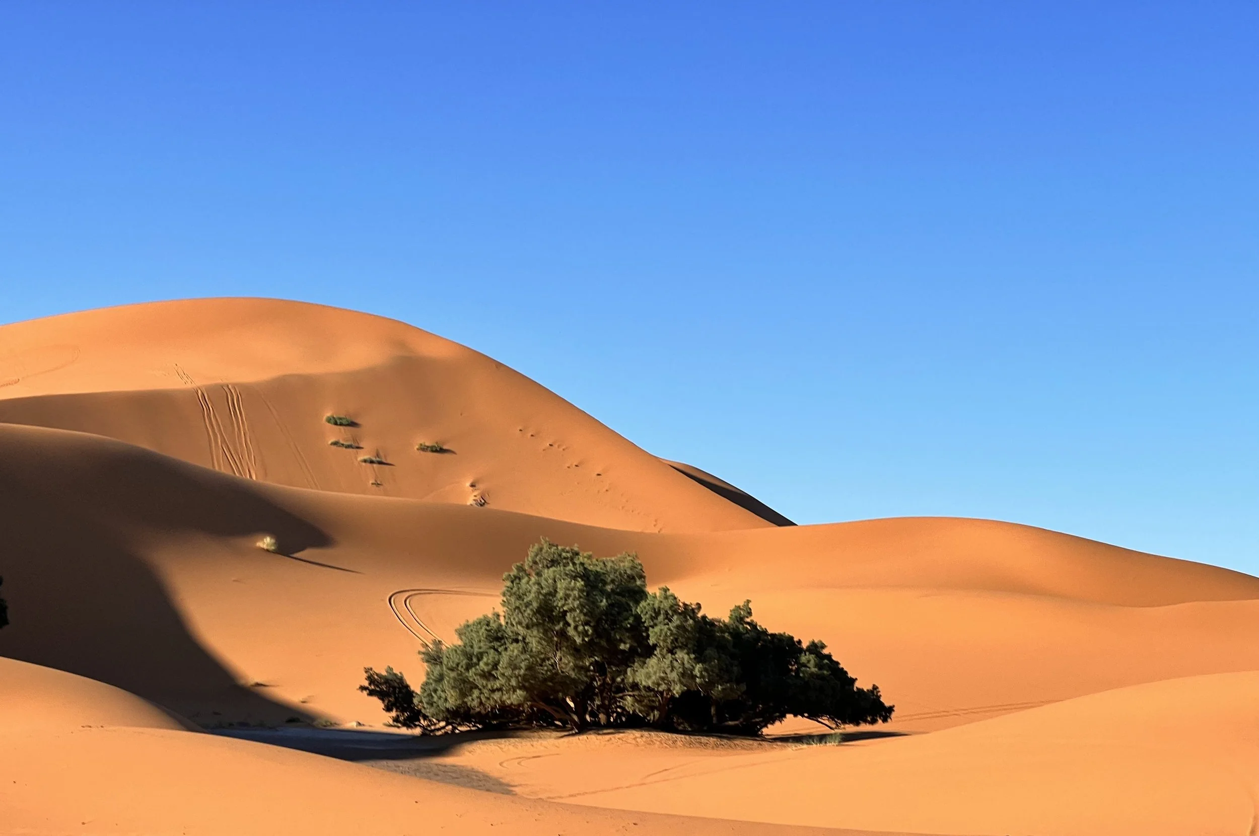 Sand dunes in a desert with a clear blue sky, a large green tree in the foreground, and some small bushes and tracks on the sand dunes.