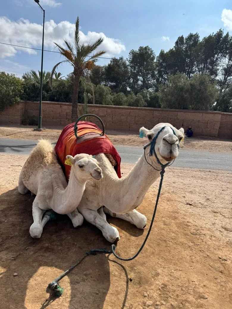 A camel sitting on the ground with a small camel calf resting against it, both facing the camera. The larger camel is wearing a saddle with a red blanket underneath, and the smaller one is close to the larger camel's side. In the background, there is