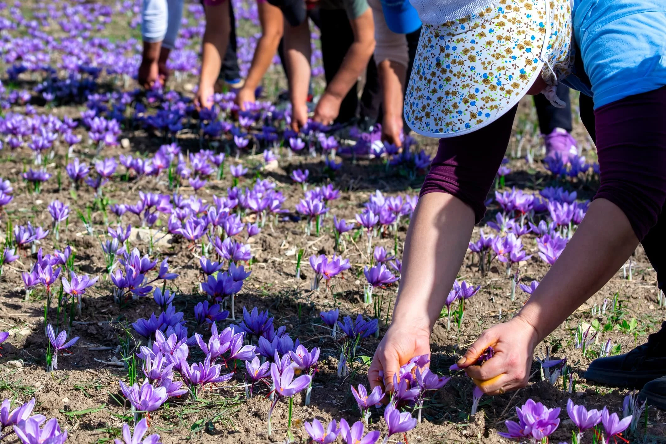Workers hand-picking purple saffron crocus flowers during the harvest in Morocco