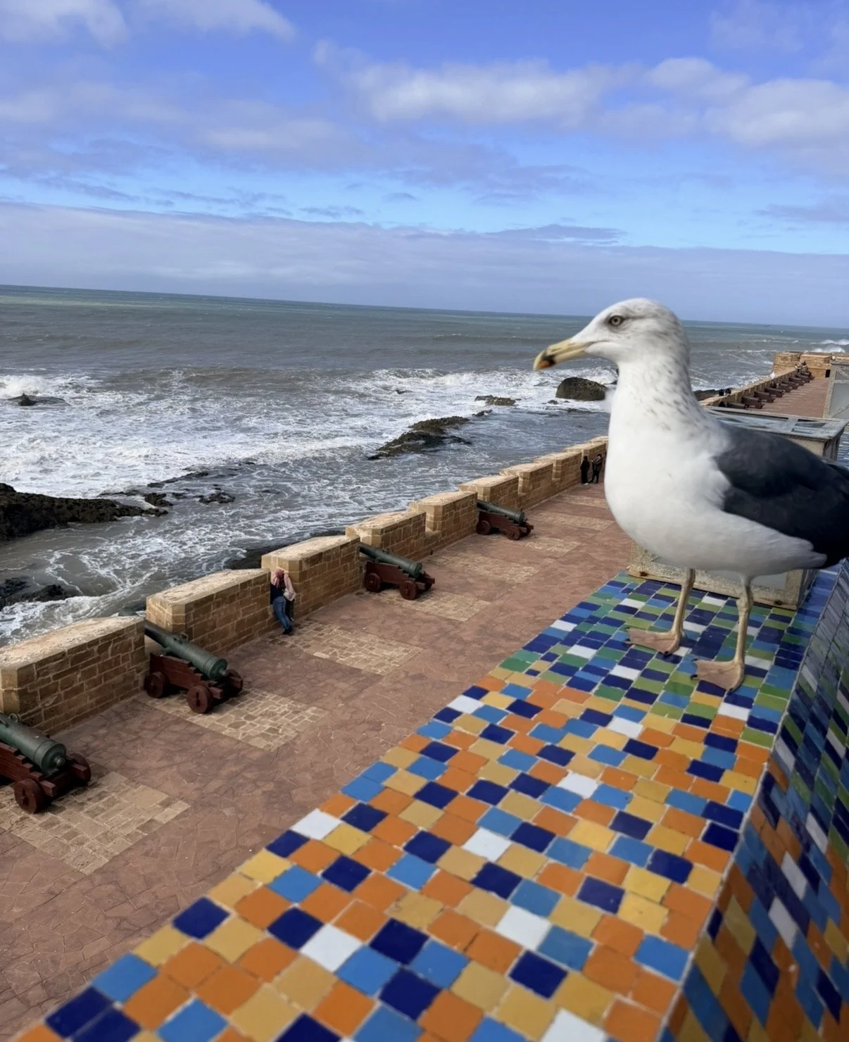 essaouira-seagul.jpeg