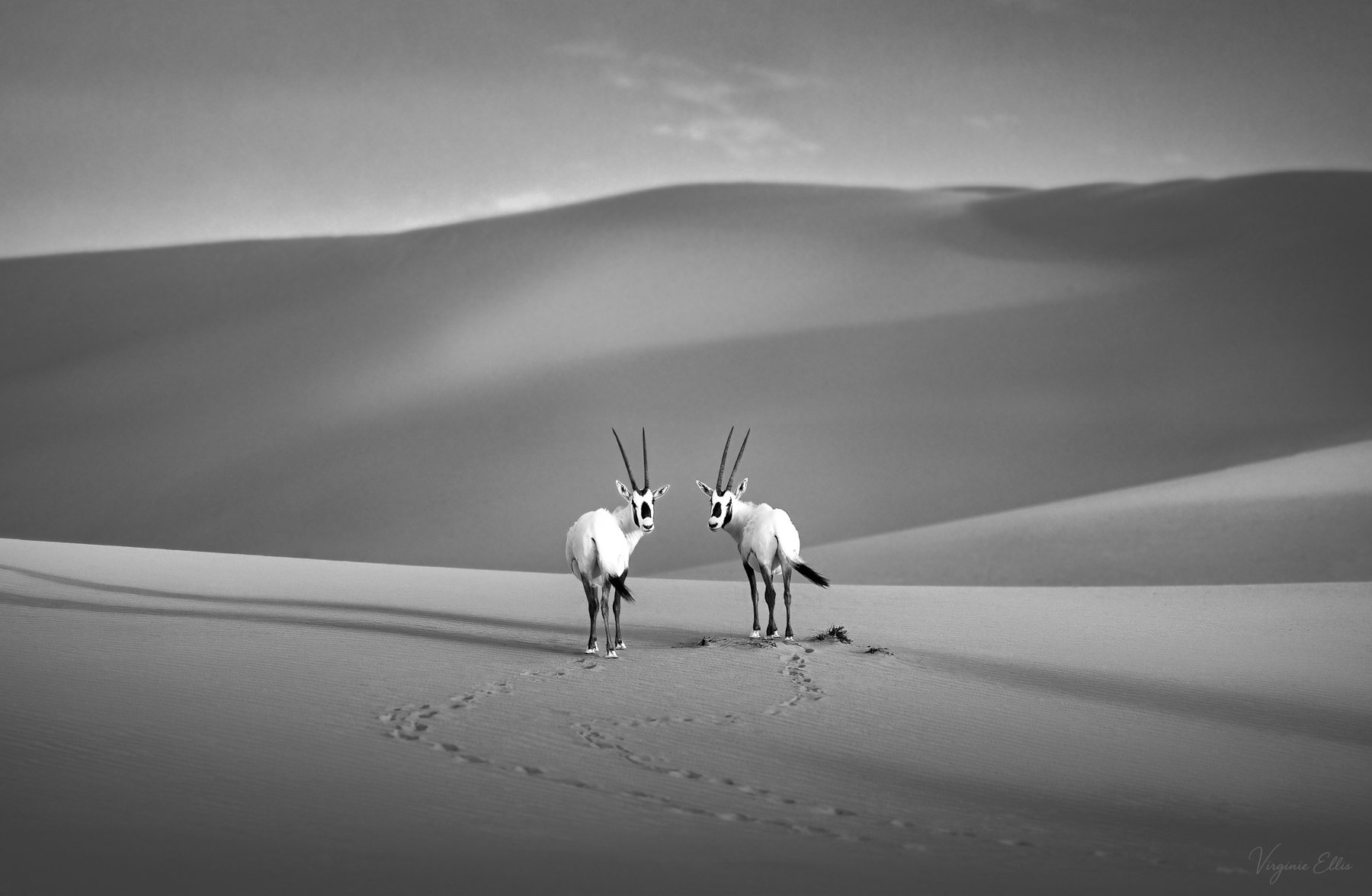 virginie-ellis-desert bnw-12.jpg