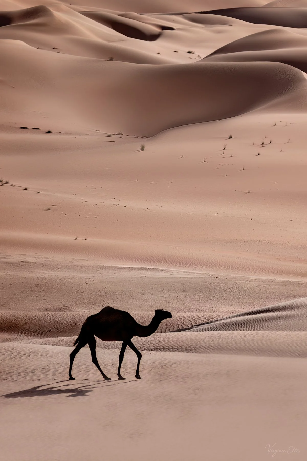 virginie-desert in color-20.jpg