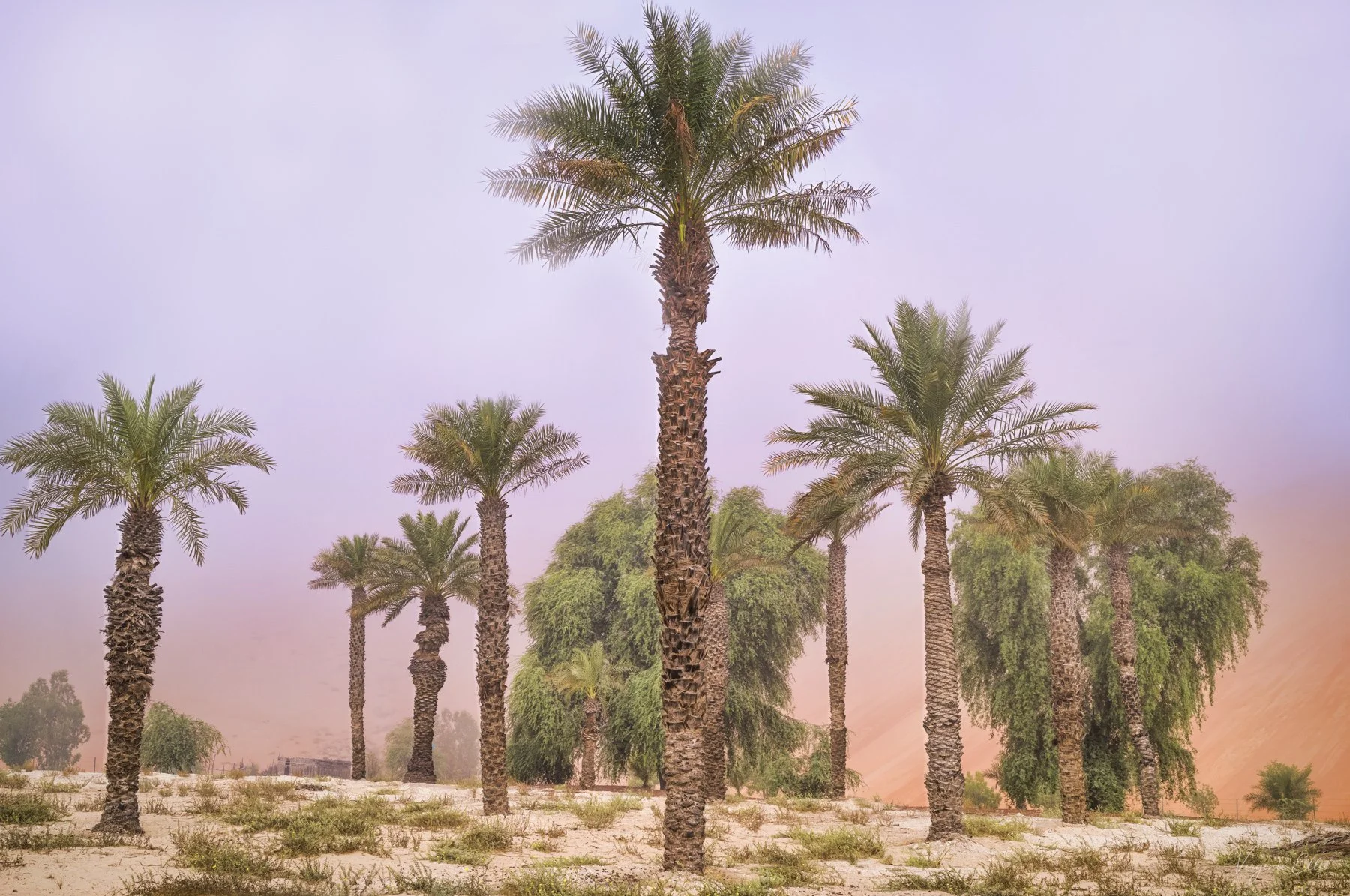 virginie-DESERT ALIVE-2.jpg