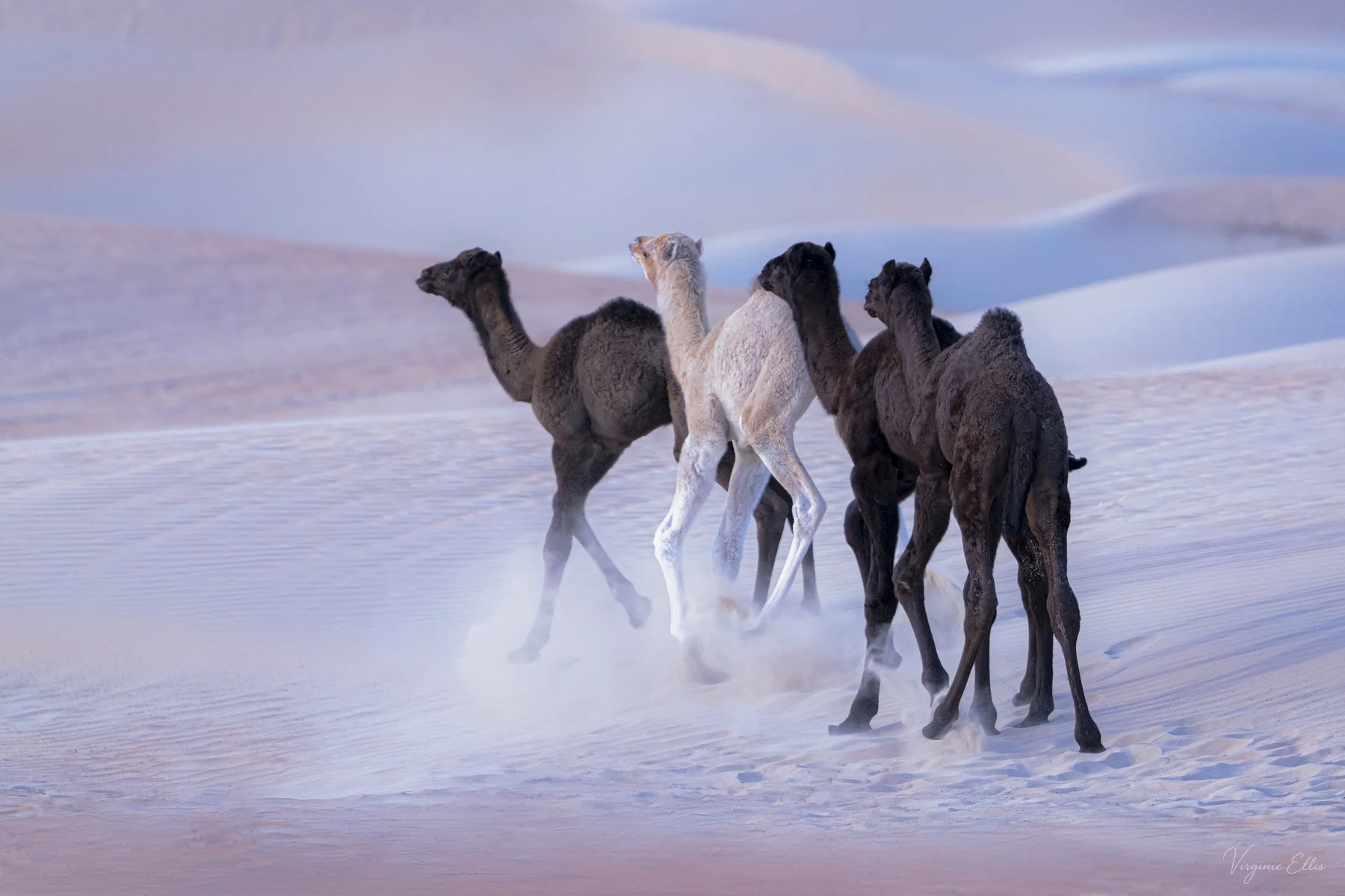 virginie-DESERT ALIVE-4.jpg