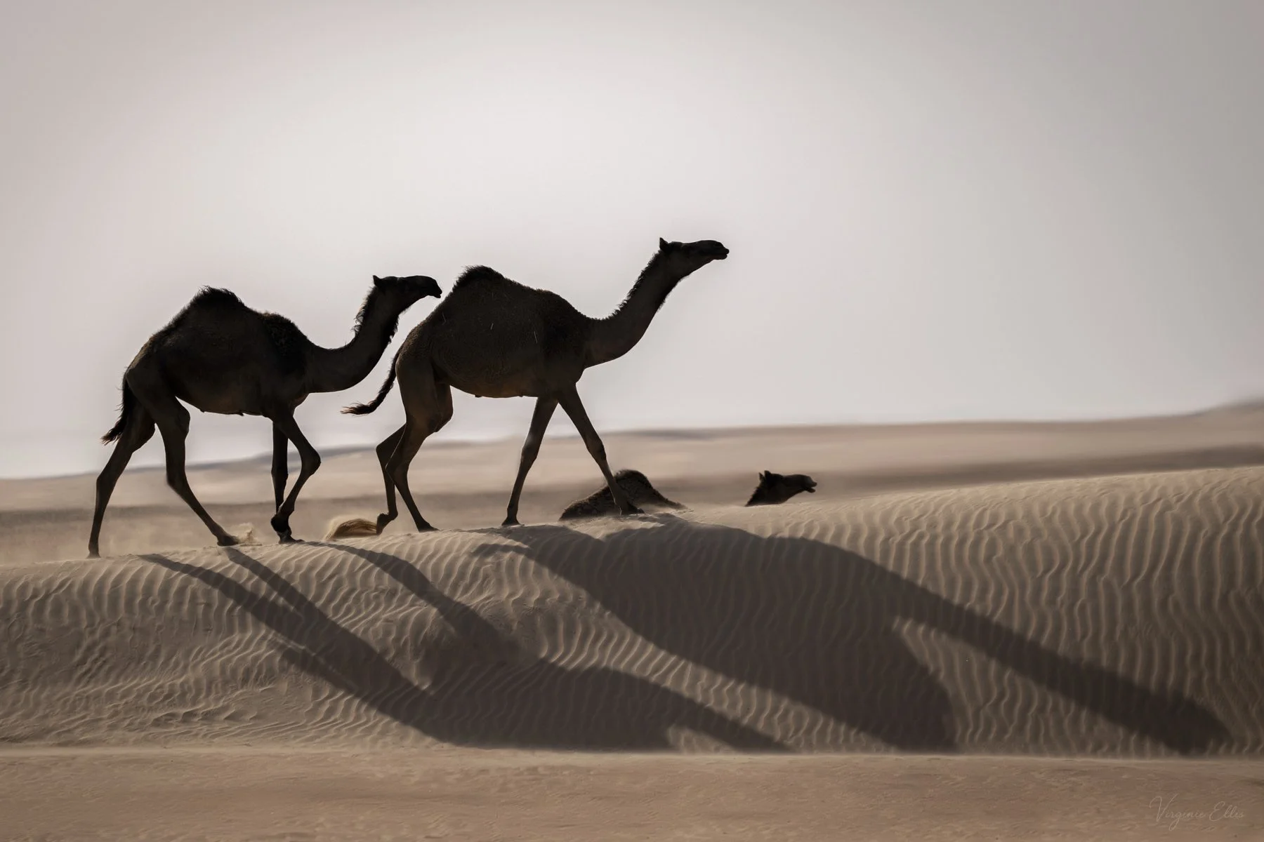 virginie-DESERT ALIVE-11.jpg