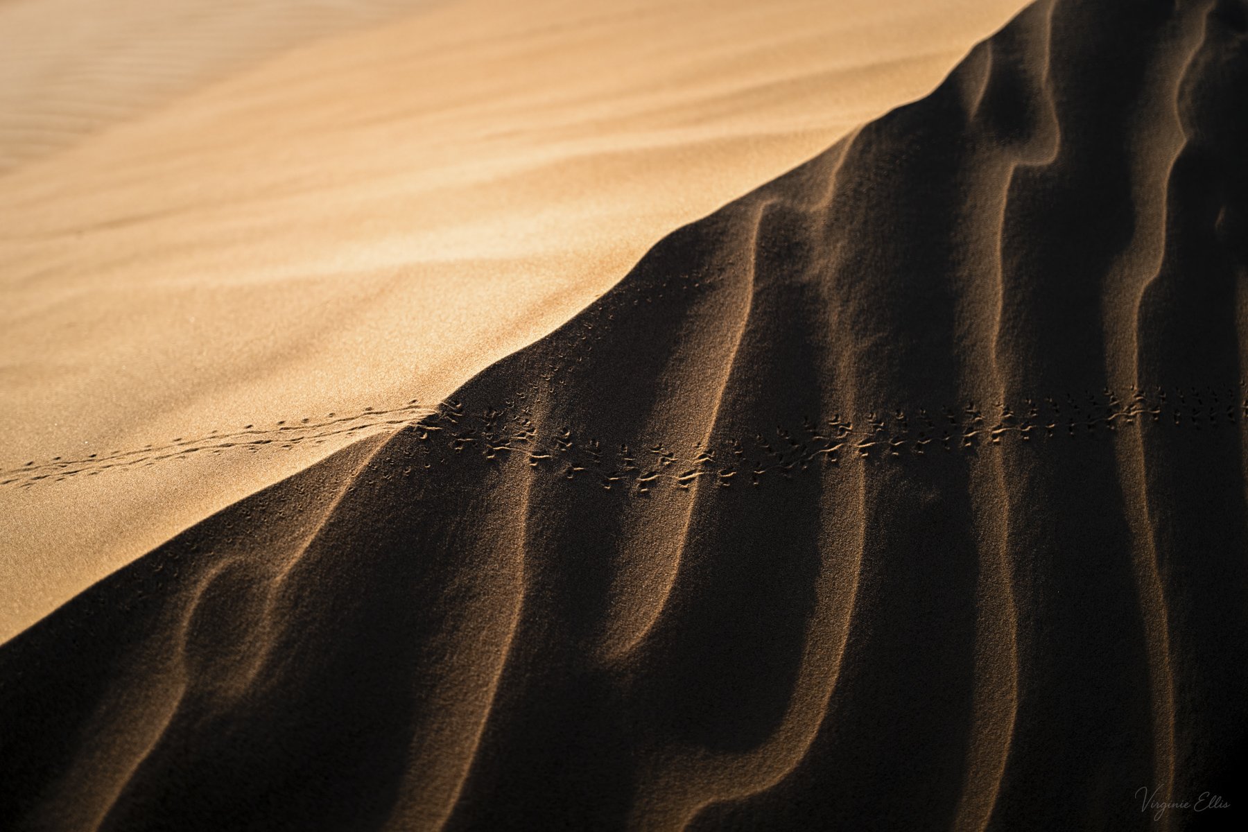 A Creature Passed Here