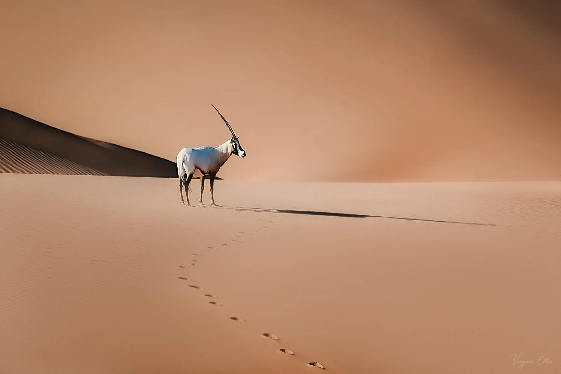 DESERT THE  LIVING.jpg