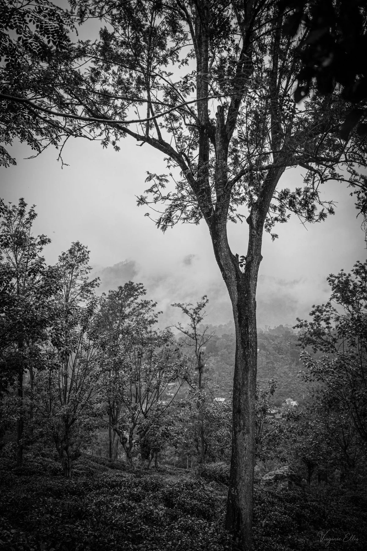 virginie-desert in color-6.jpg