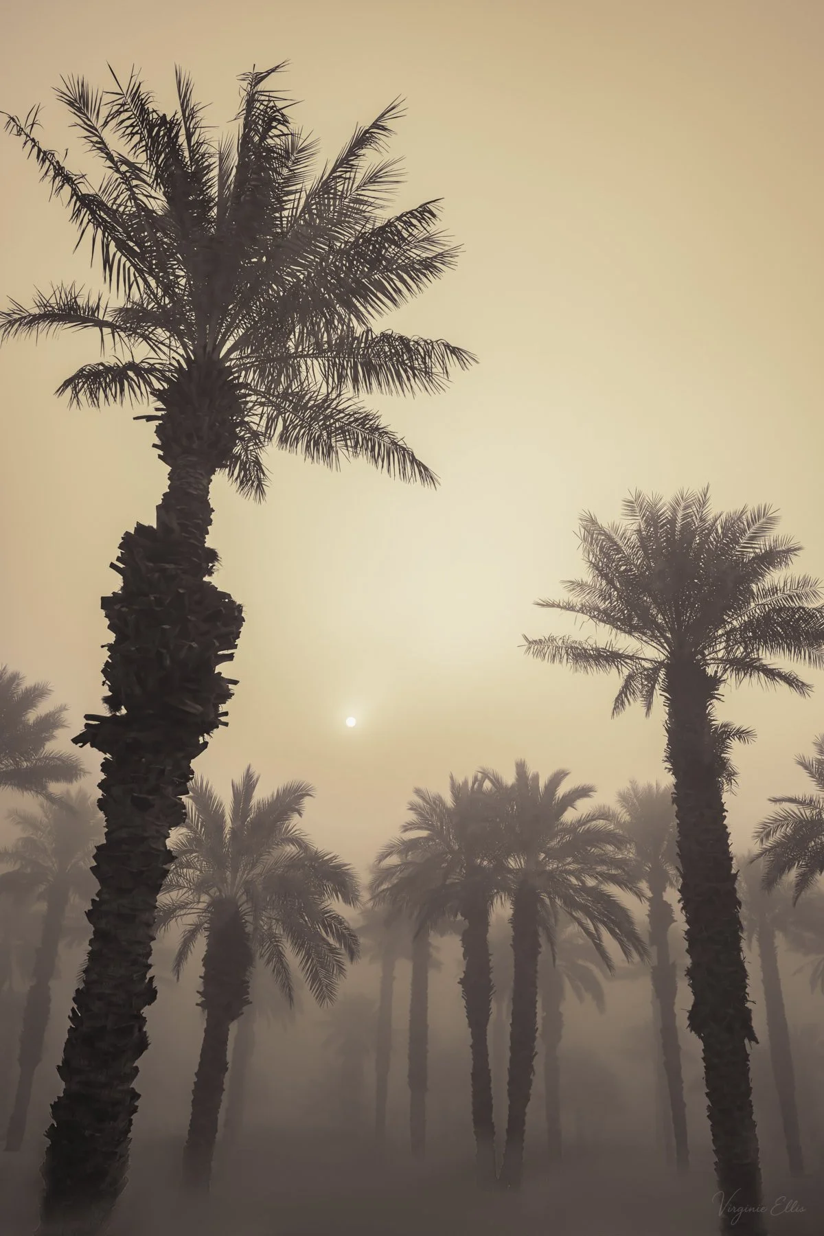 virginie-DESERT ALIVE copy 2.jpg