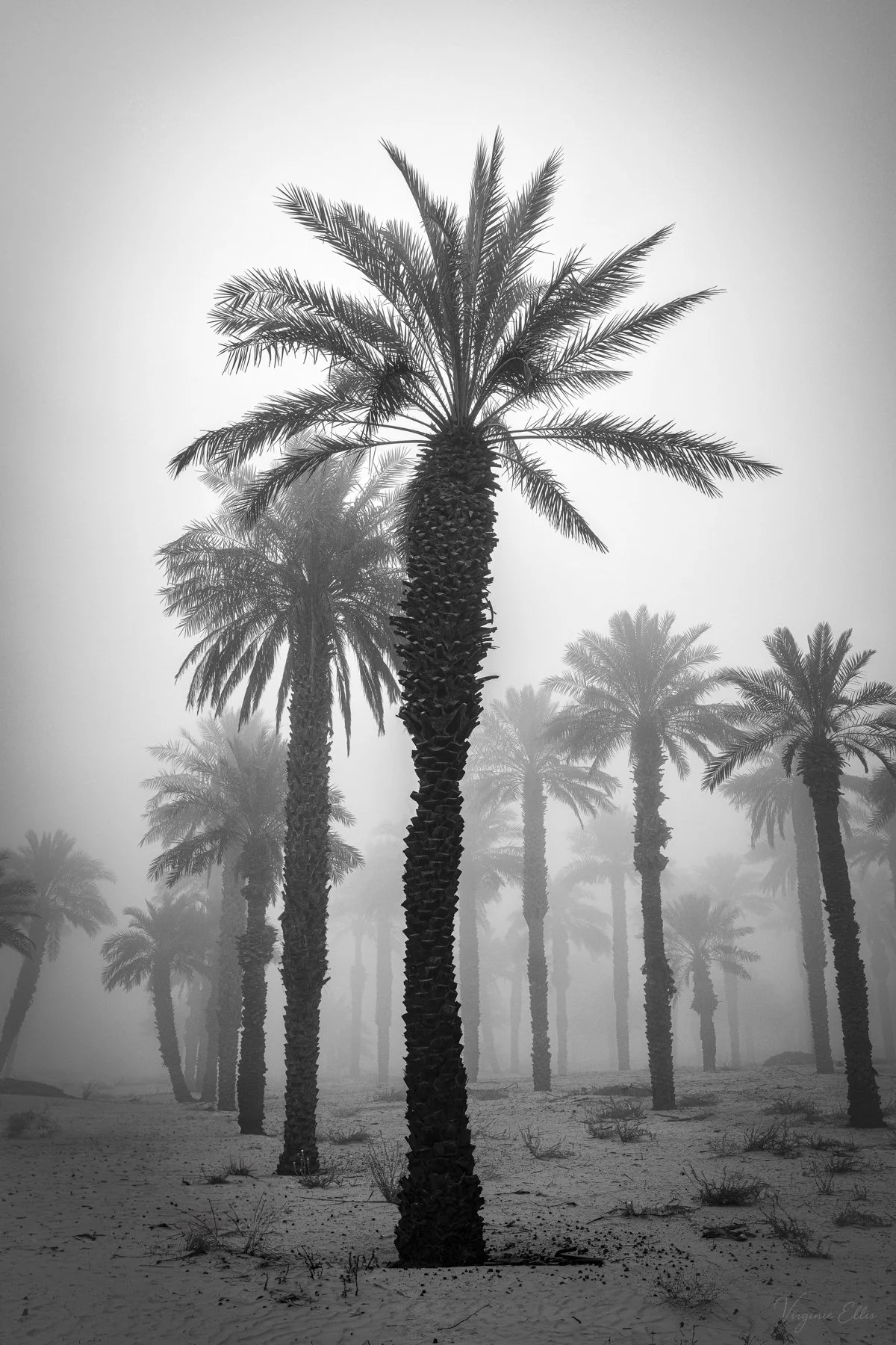 virginie-ellis-desert bnw-3.jpg