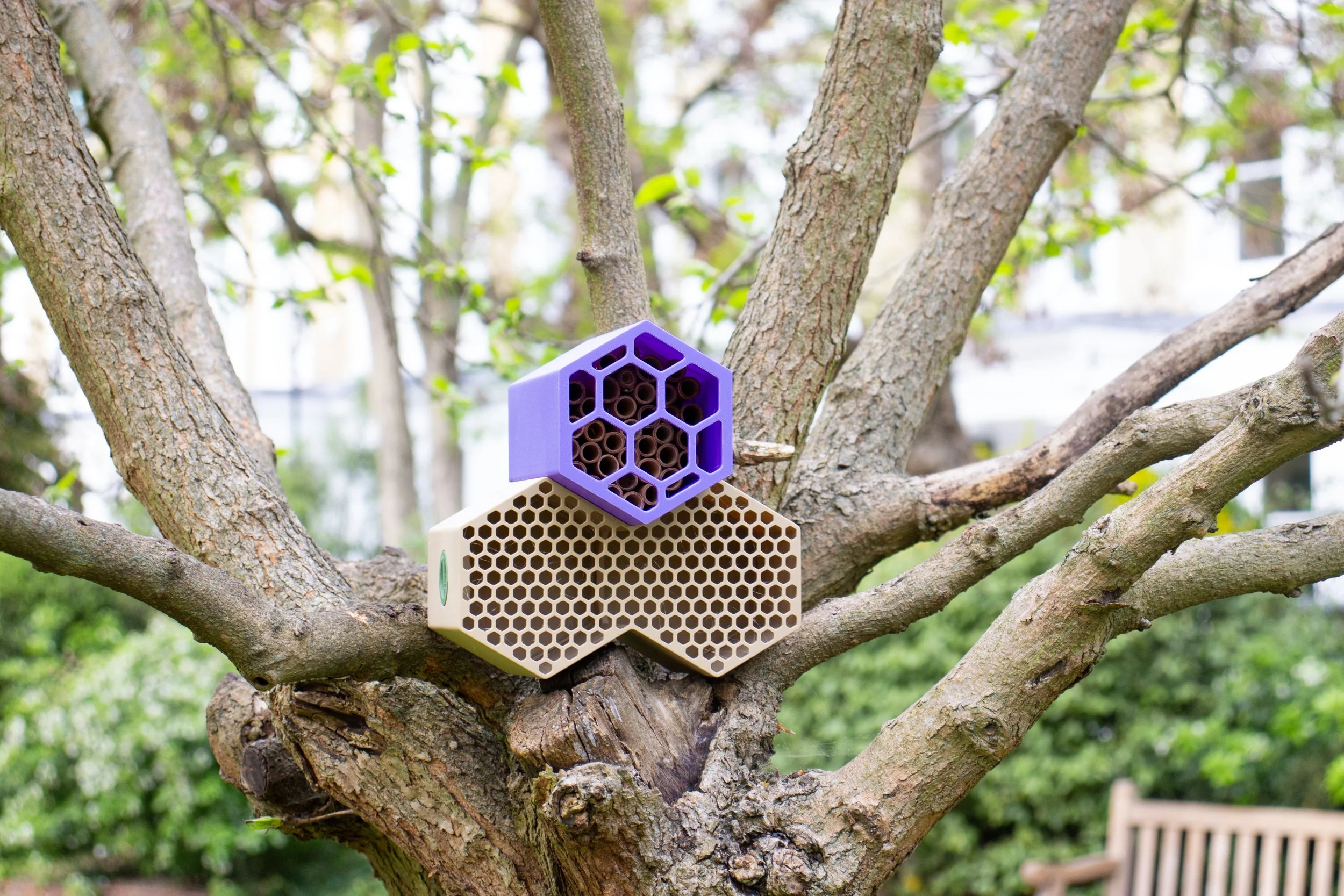 purple and beige.jpg