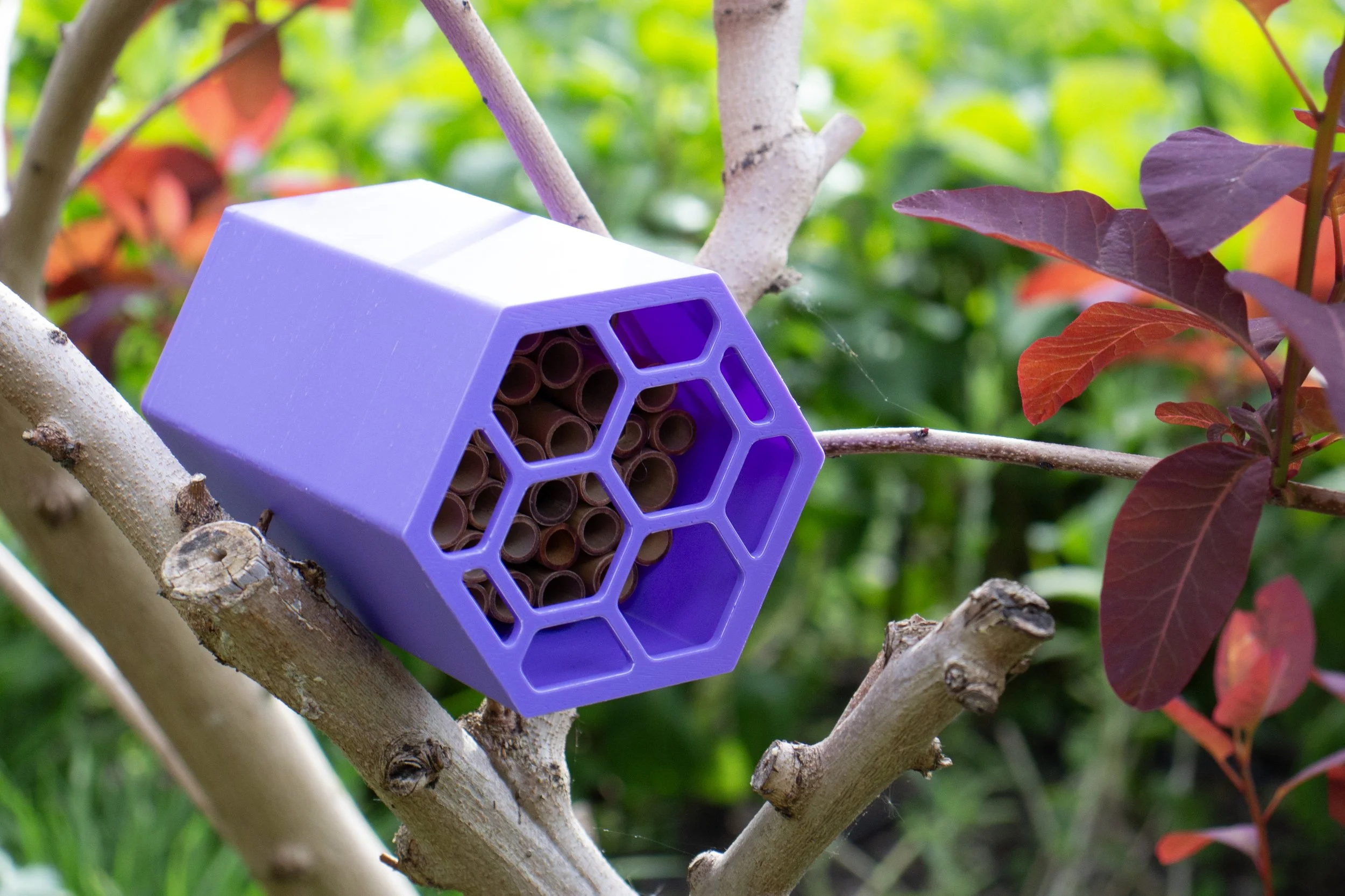 purple air bee and bee.jpg