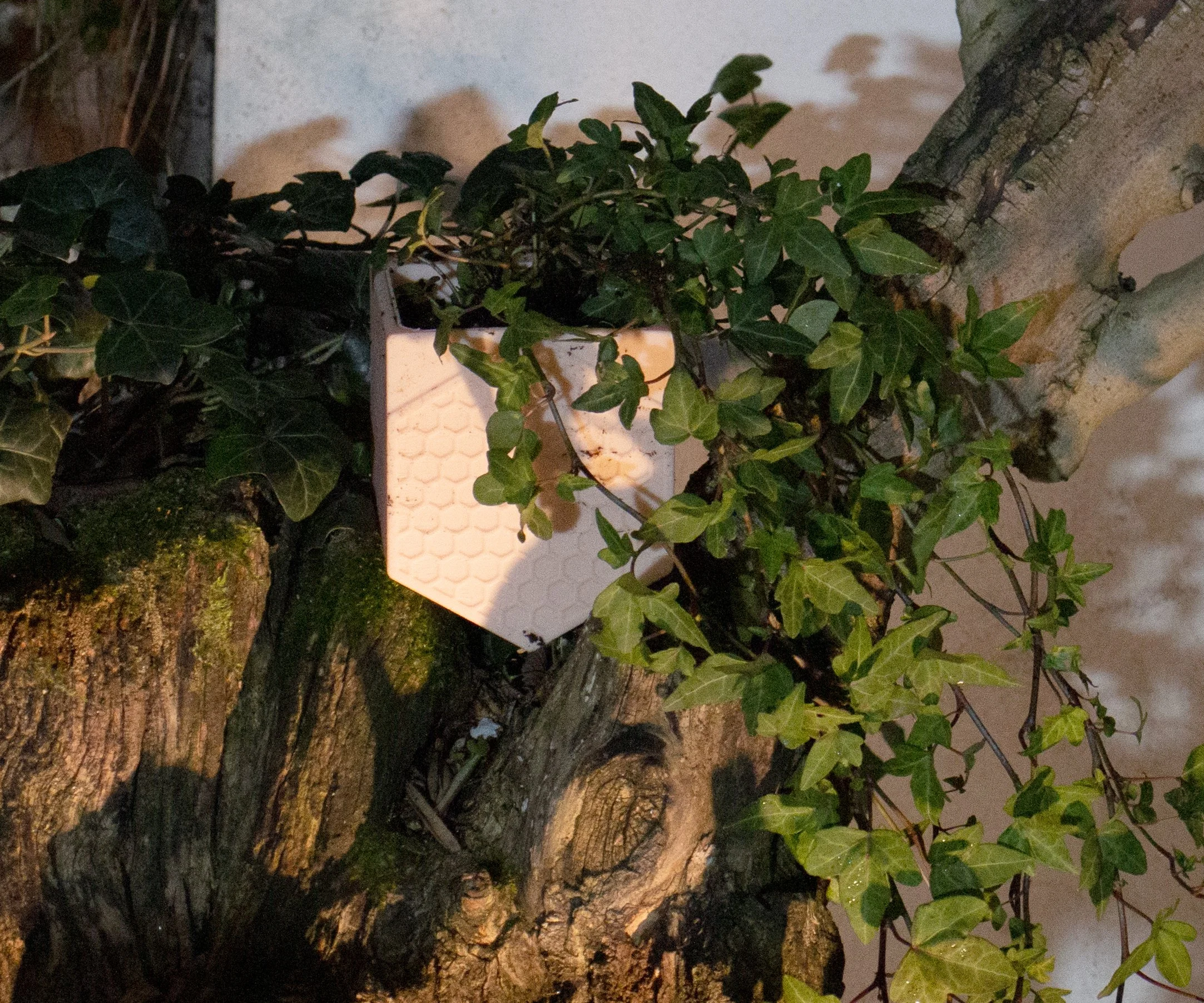 plant pot in situ.jpg