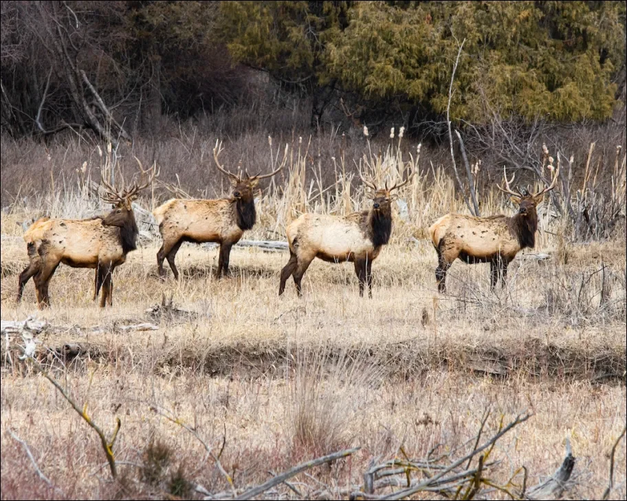 Four elk standing in a dry grassy field with trees and bushes in the background.