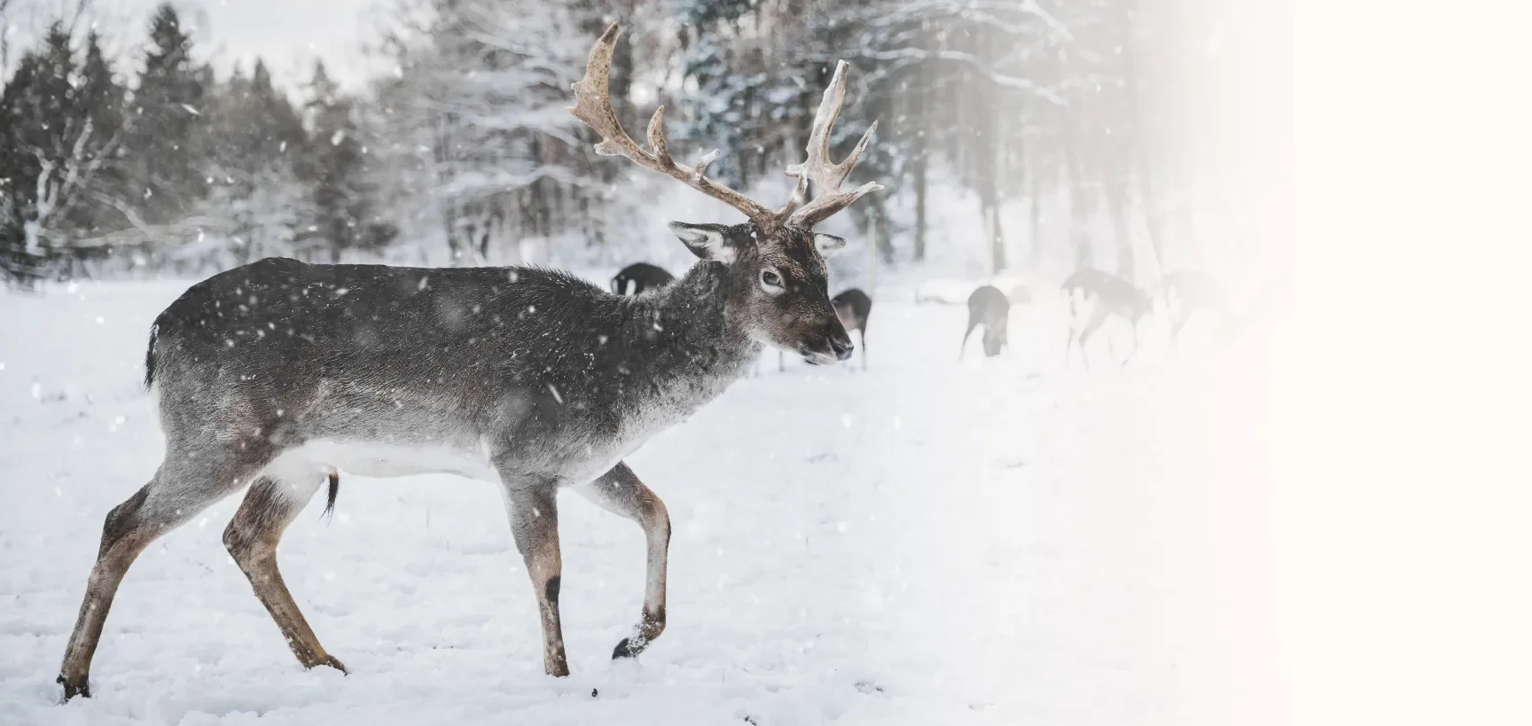 A reindeer standing in a snowy landscape with trees in the background, with other reindeer grazing in the distance.