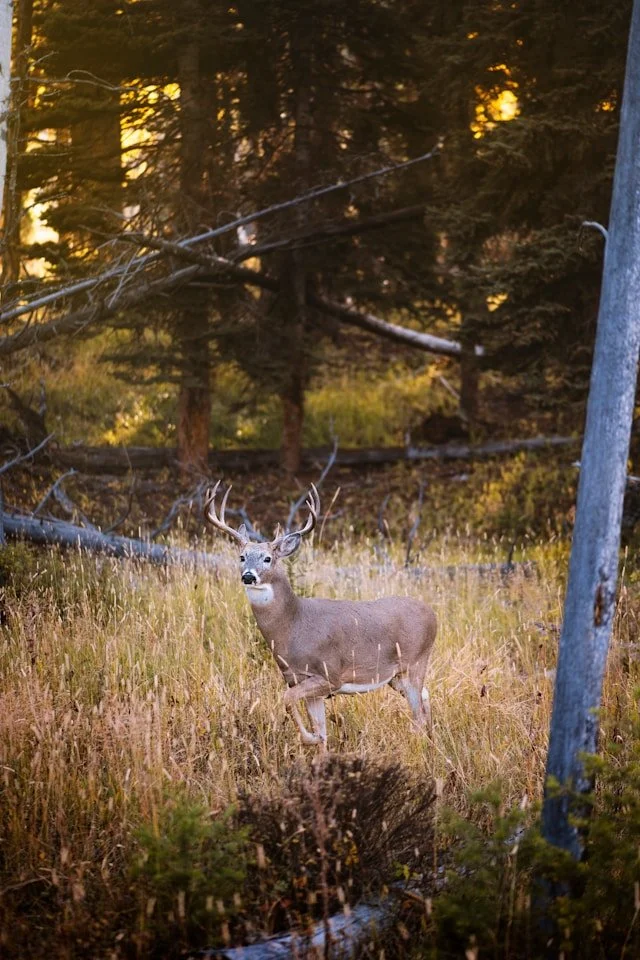 A deer standing in a grassy forest clearing during sunset, with trees and fallen branches in the background.