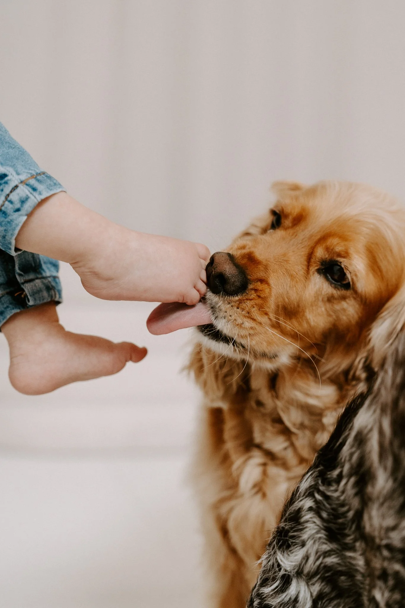 Familienshooting mit Hund Köln (30 von 41).jpg