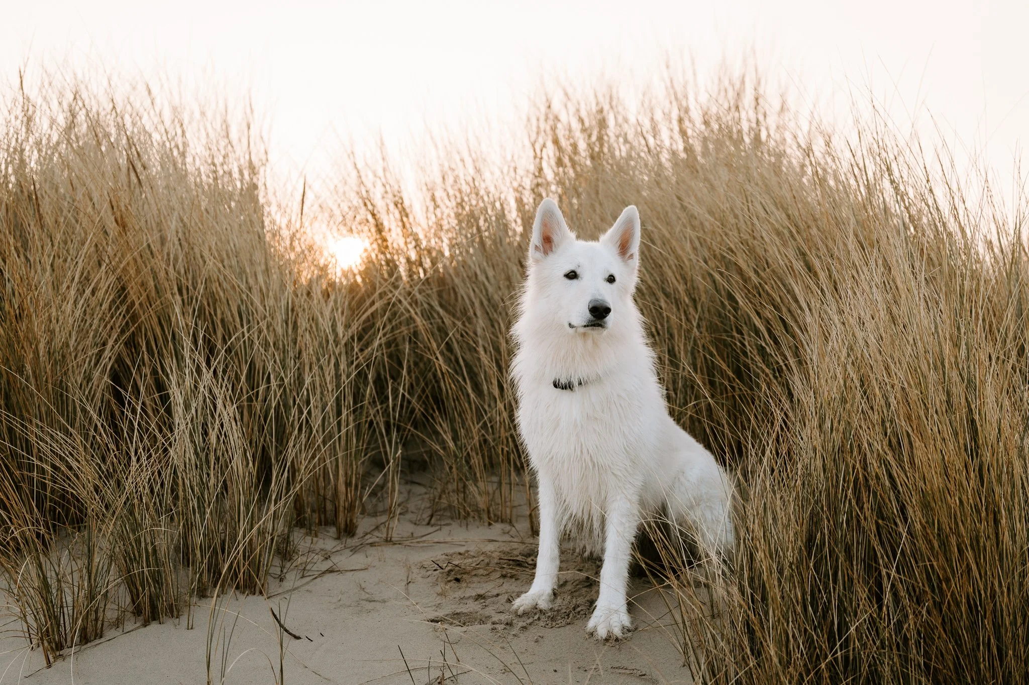 Hundefotografie Holland (9 von 12).jpg