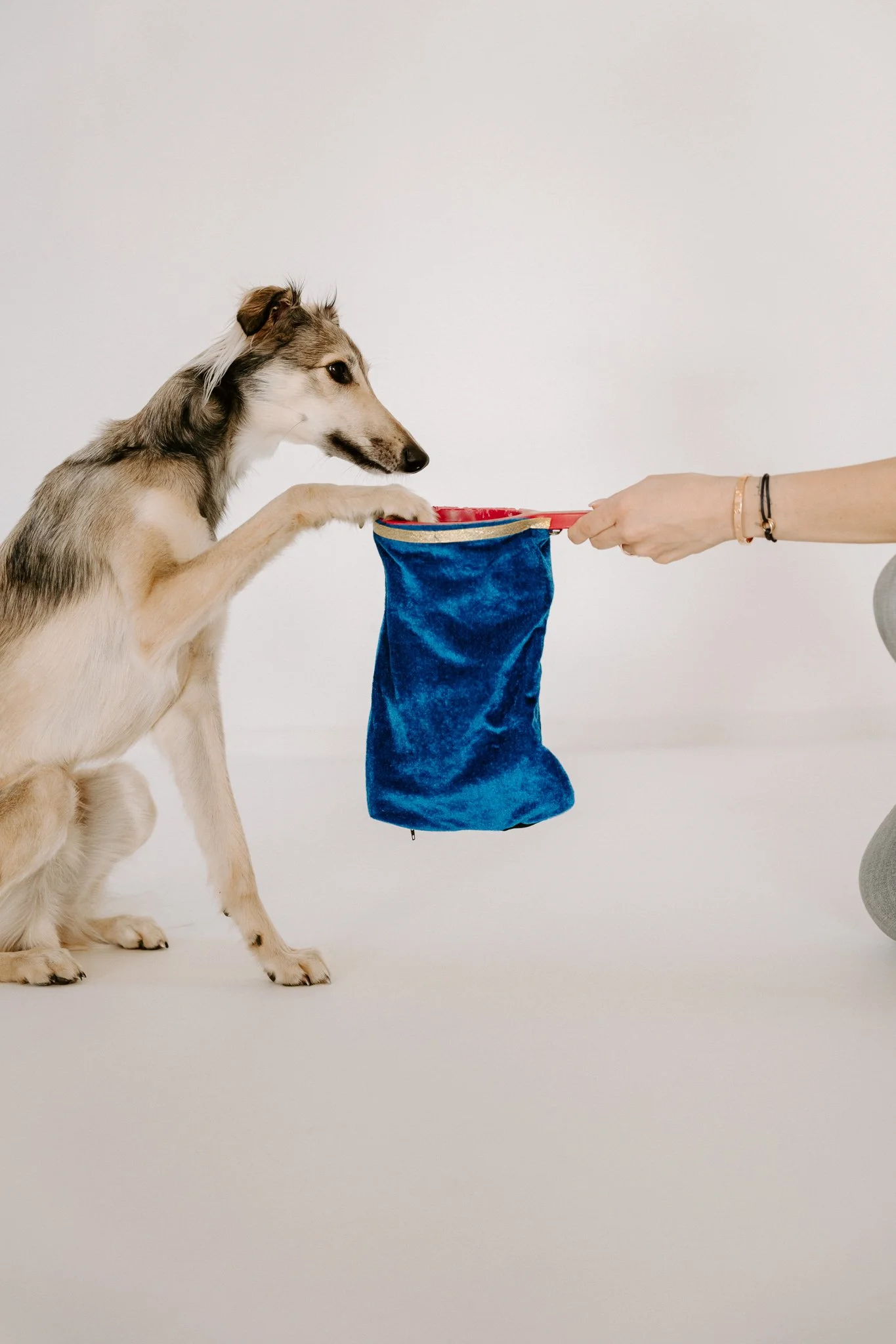 Businessshooting mit Hund in Köln (10 von 35).jpg