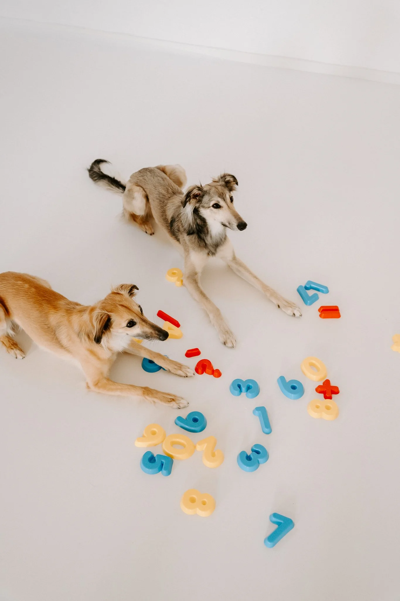 Businessshooting mit Hund in Köln (11 von 35).jpg