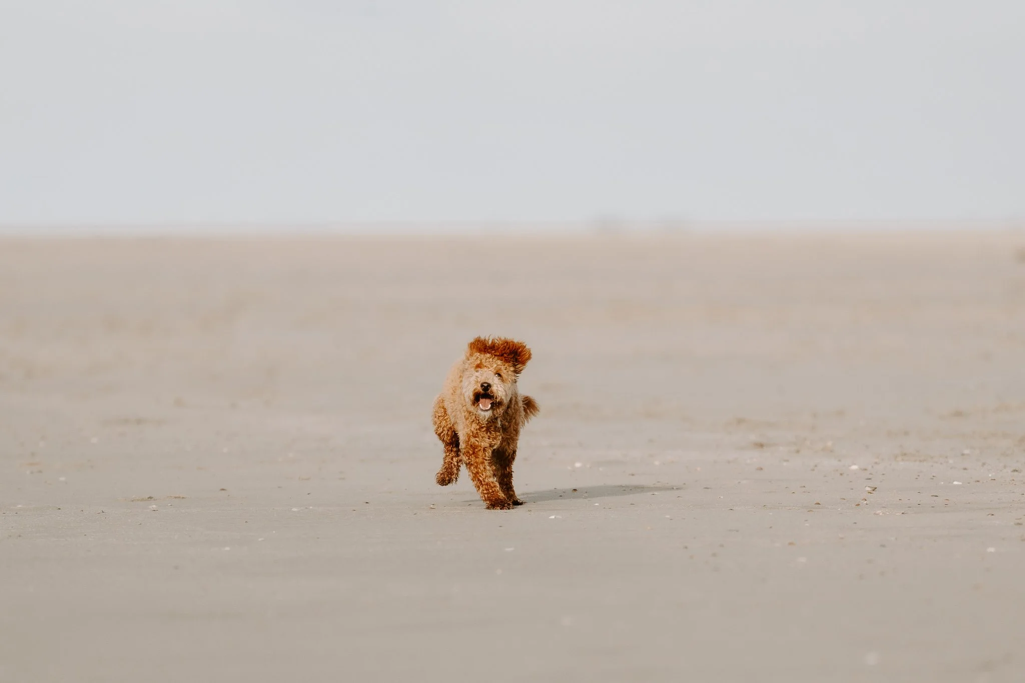 Familienshooting mit Hund in Holland am Strand (16 von 56).jpg