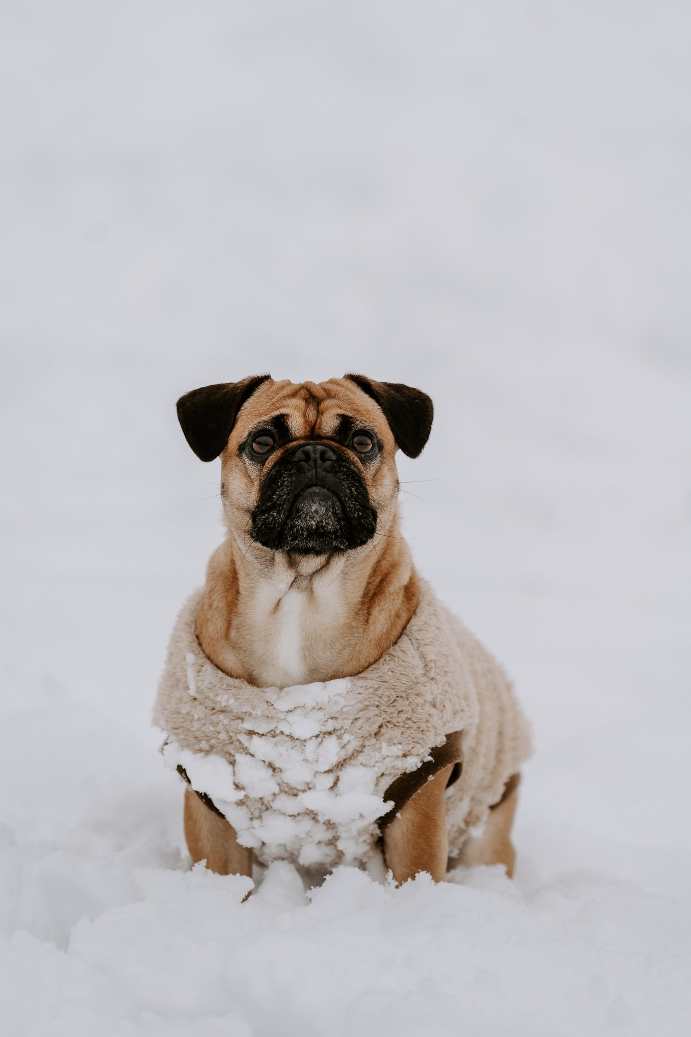 Hundefotos im Schnee Köln (78 von 92).jpg