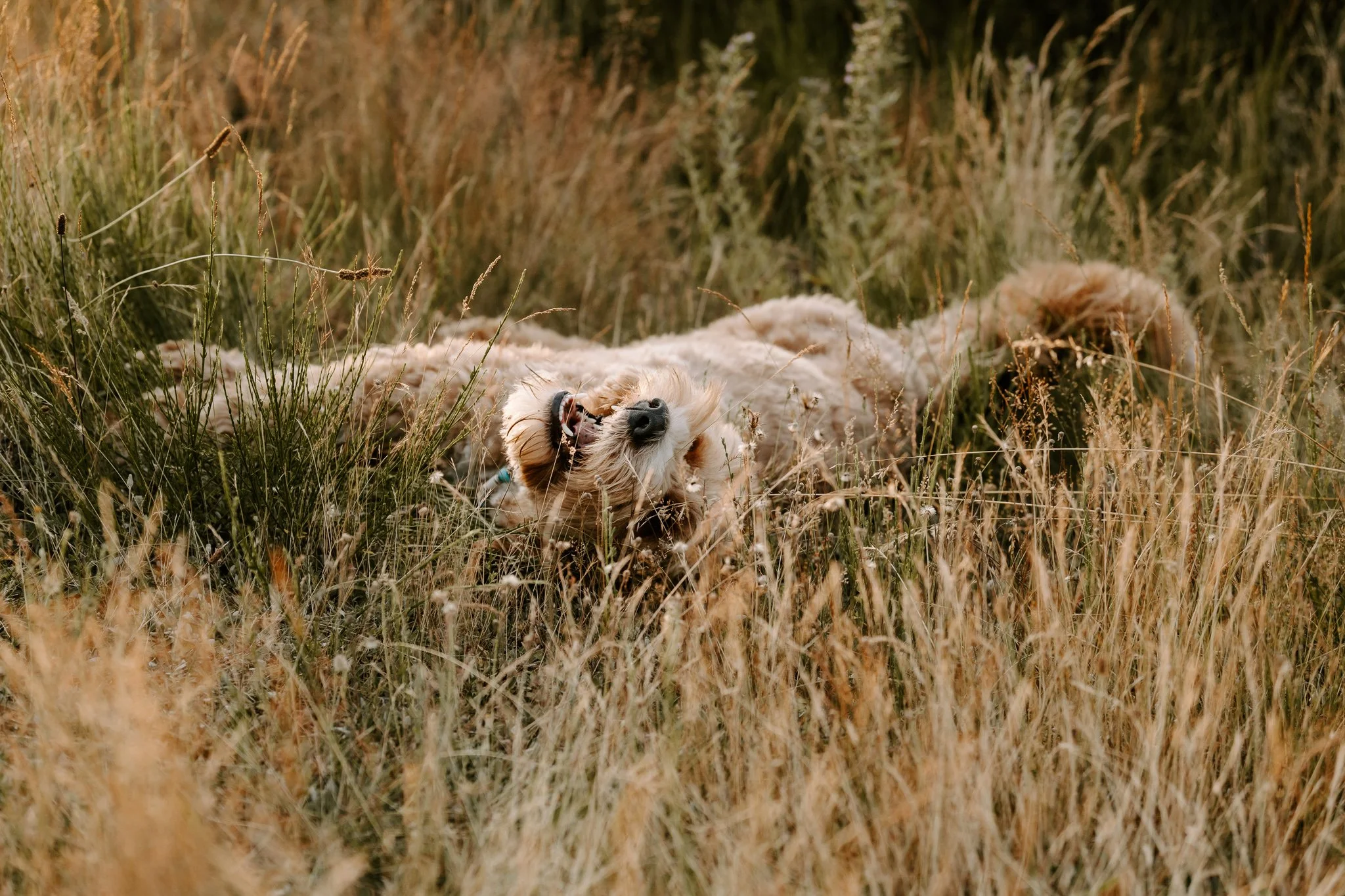 Hundefotografie outdoor Köln (70 von 101).jpg