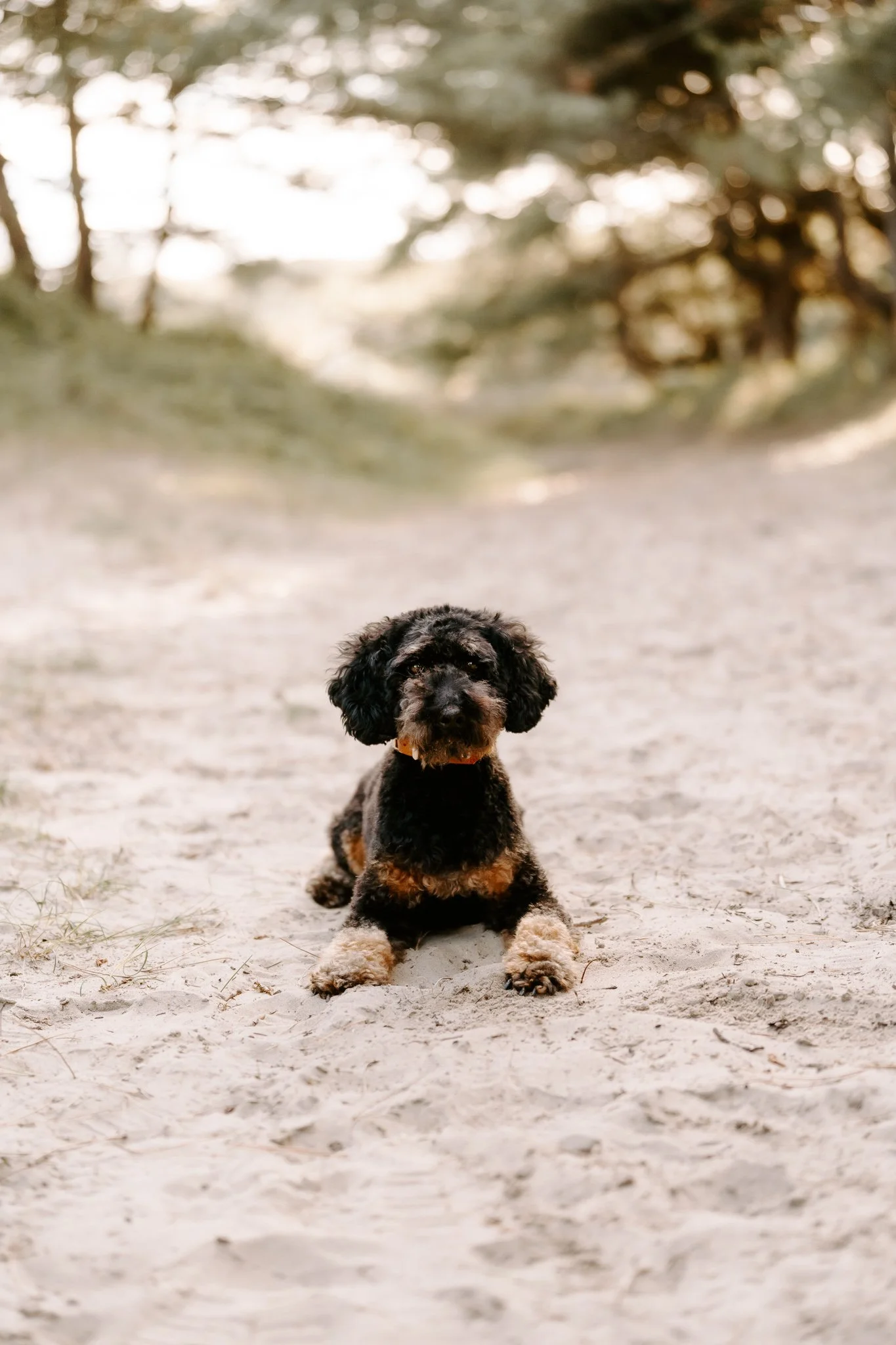 Hundefotografie Holland 4 von 22).jpg