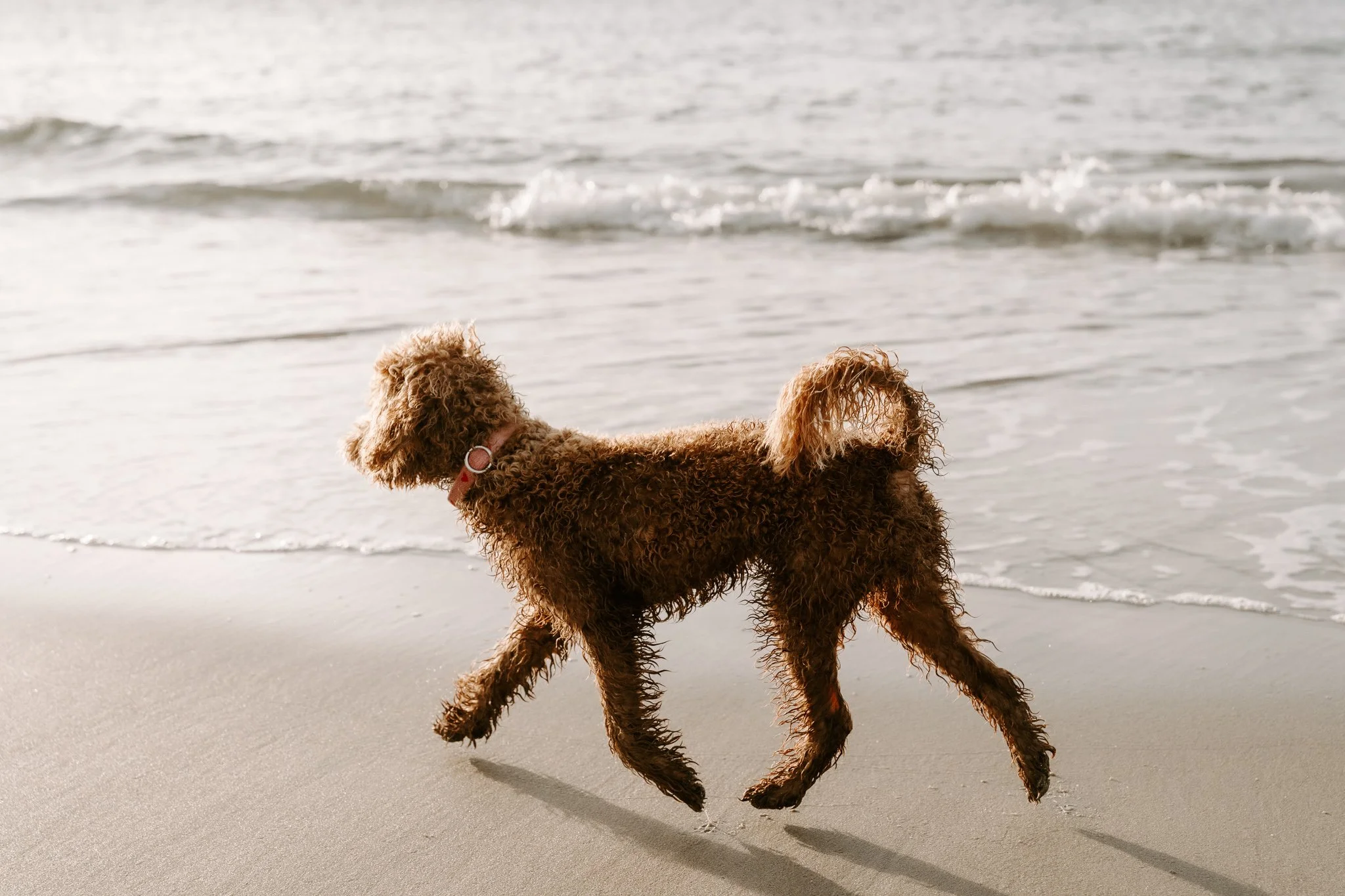 Familienshooting mit Hund in Holland am Strand (32 von 56).jpg