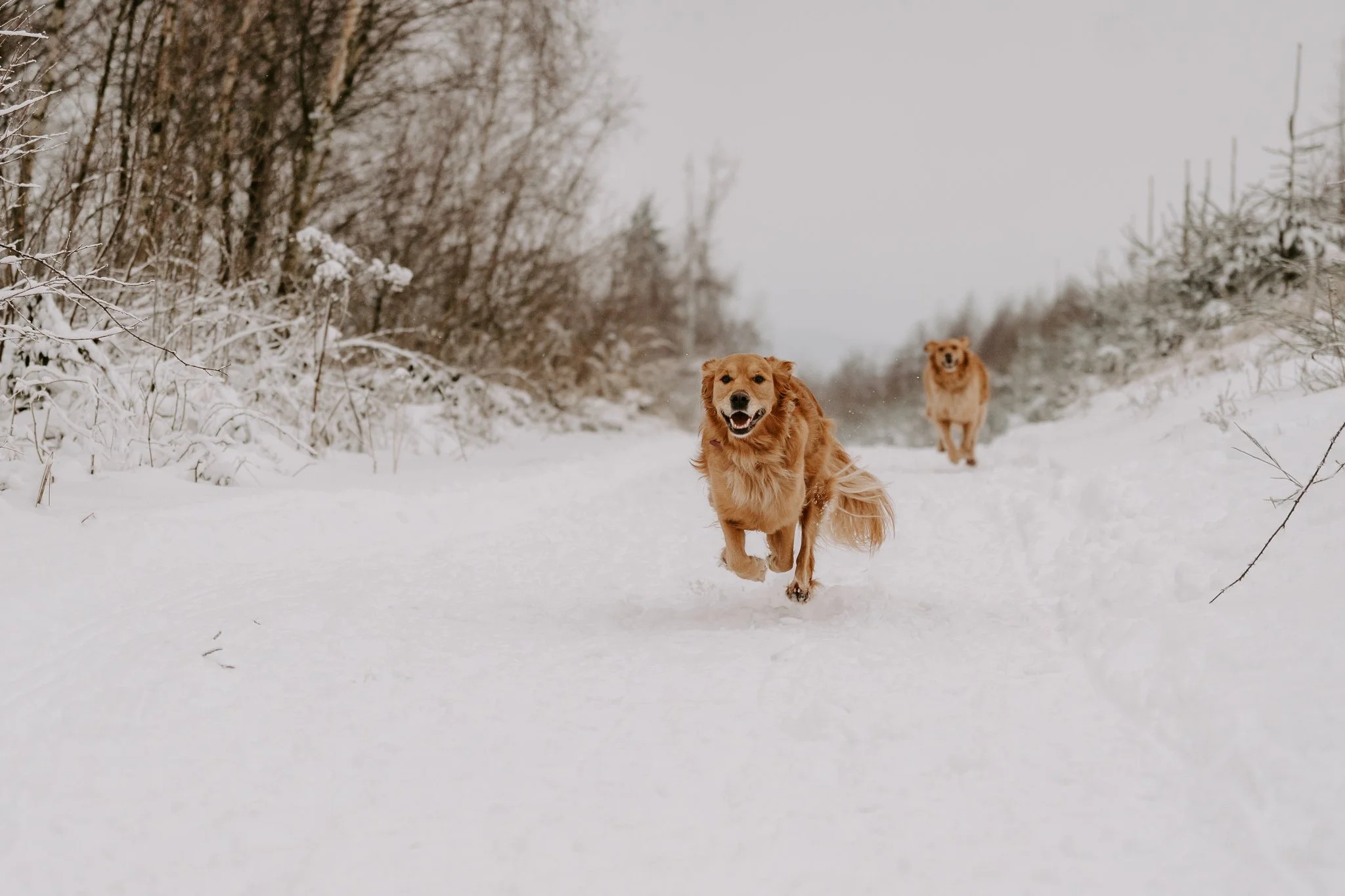 Hundefotografie Köln (5 von 77).jpg