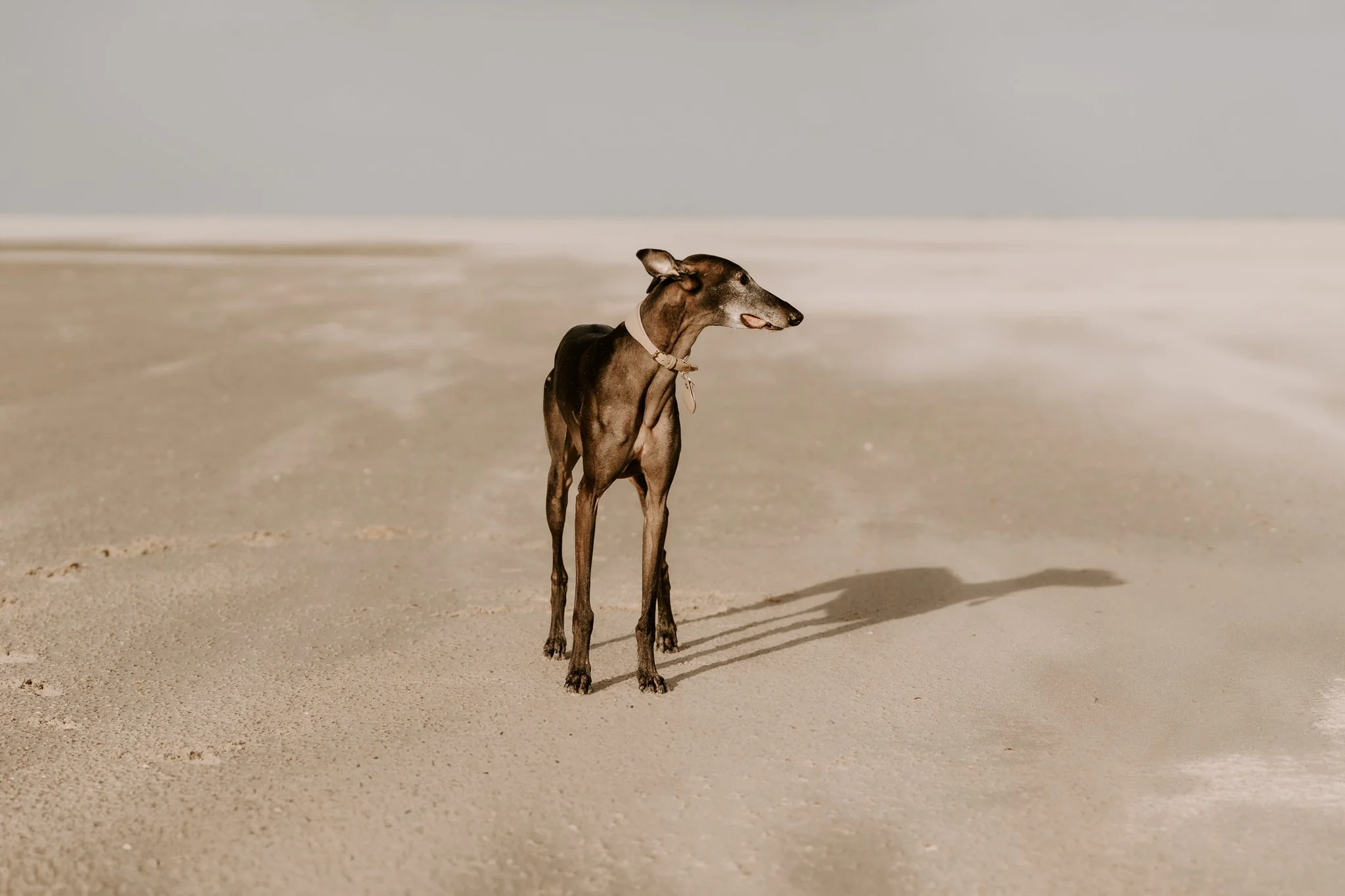 Hundefotografie Holland, Galgo, Windhund(8 von 35).jpg