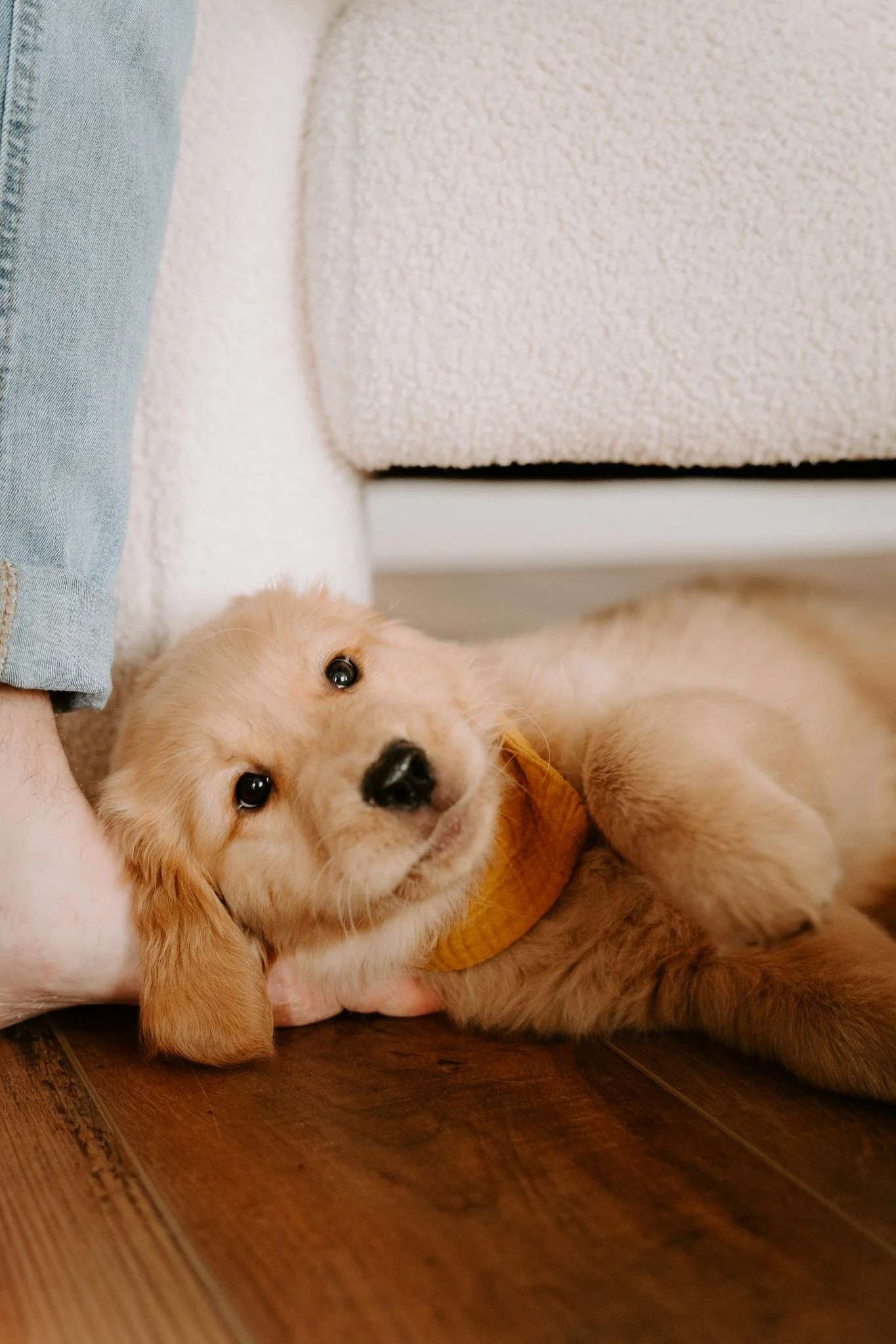 Welpenshooting Köln (39 von 40).jpg