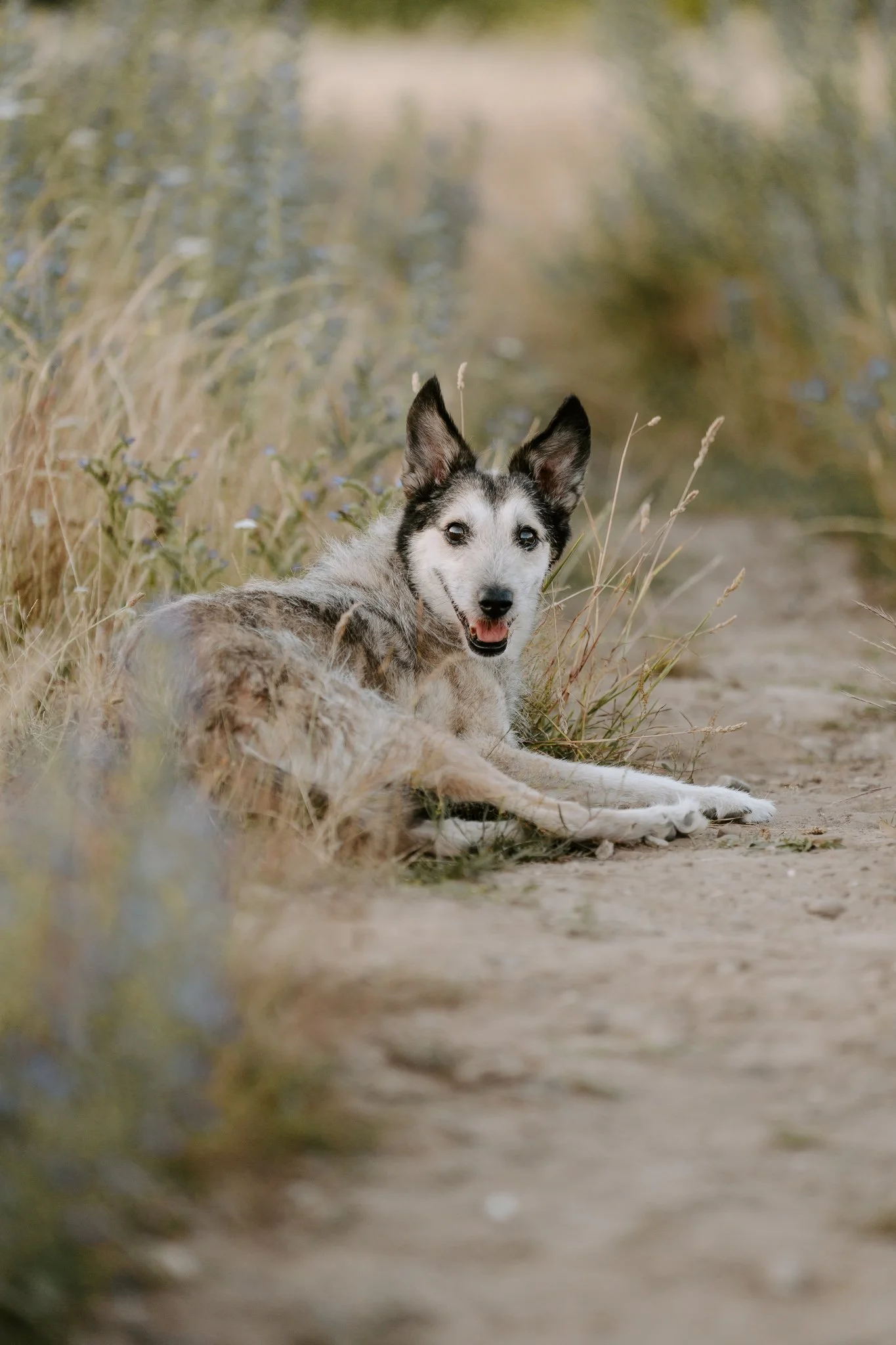 Hundefotografie Köln - Seniorhunde (25 von 35).jpg