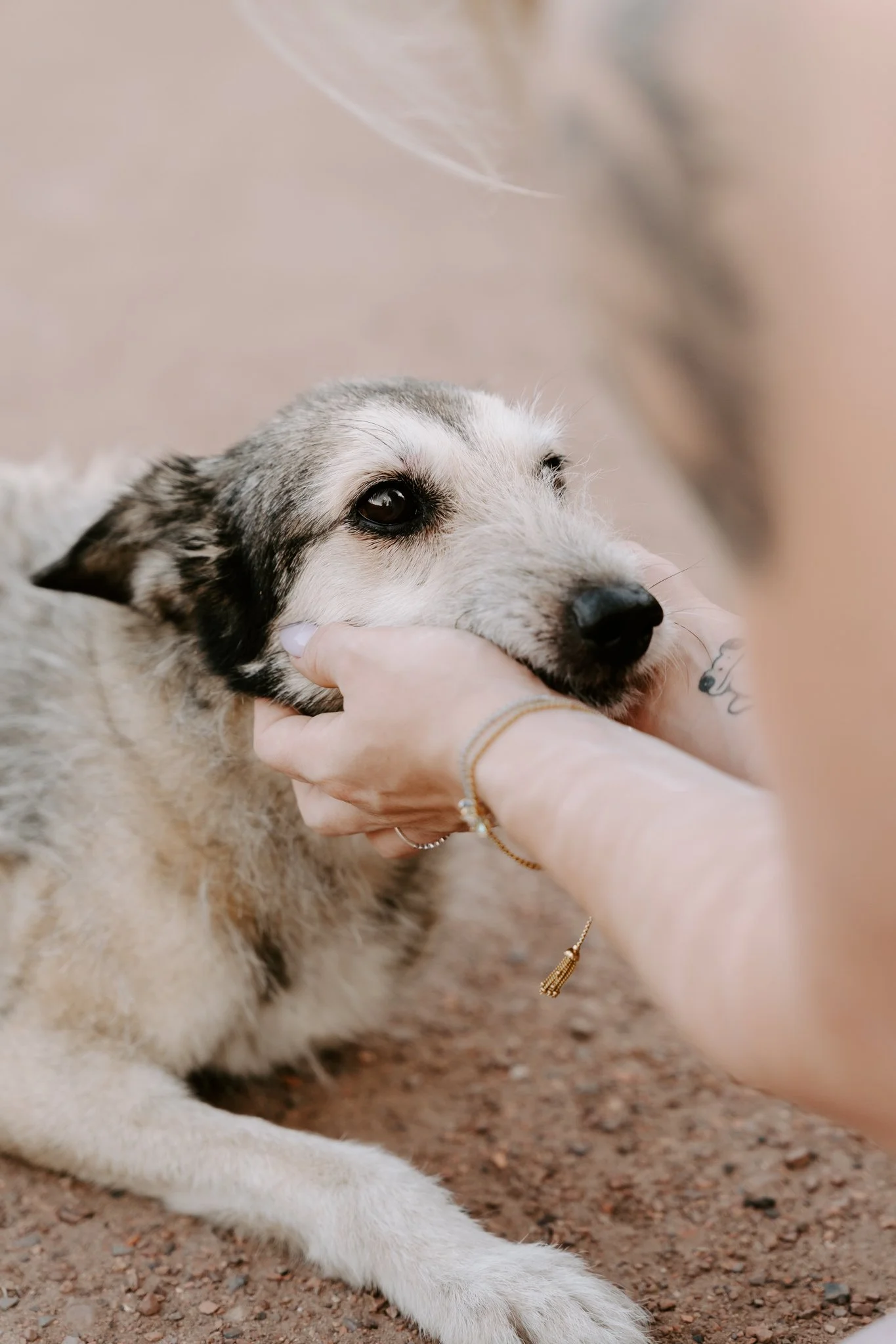 Hundefotografie Köln - Seniorhunde (9 von 35).jpg