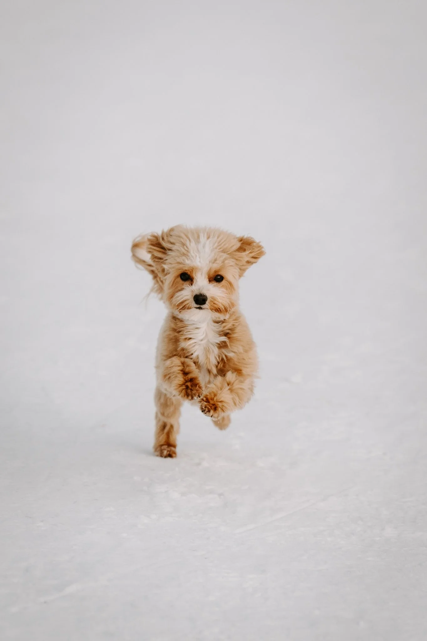 Hundefotografin NRW und deutschlandweit - Bohoandclassy Fotografie (1 von 16).jpg
