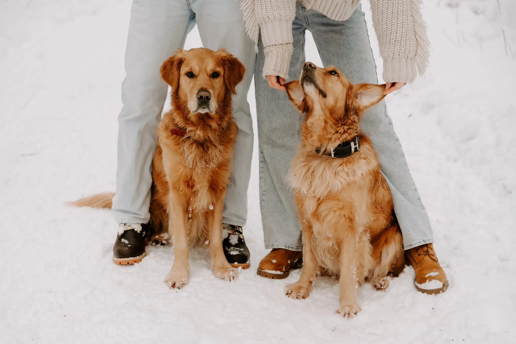 Hundefotografie Köln (49 von 77).jpg