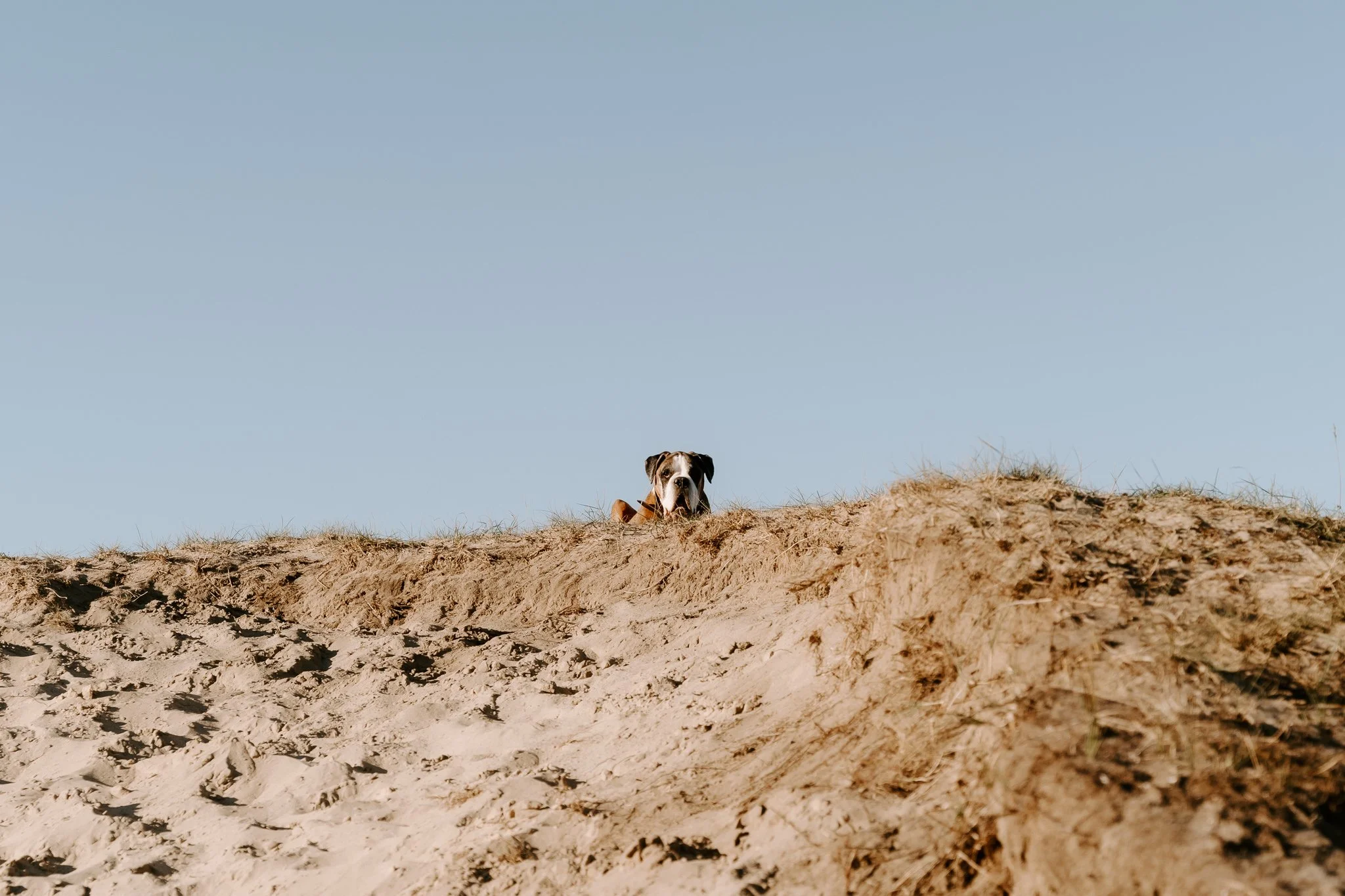 Hundefotografie Holland(1 von 10).jpg