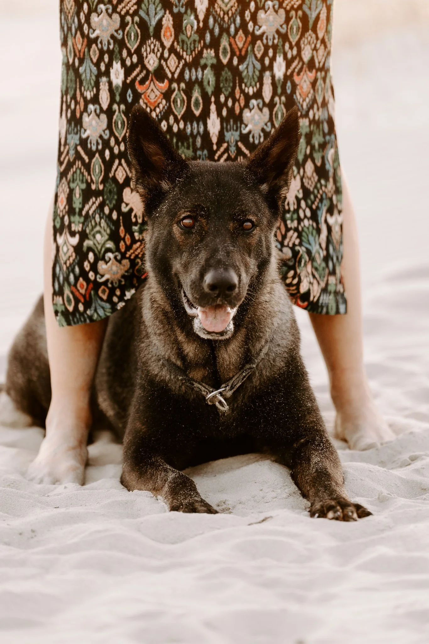 Hundefotografie Holland (15 von 21).jpg