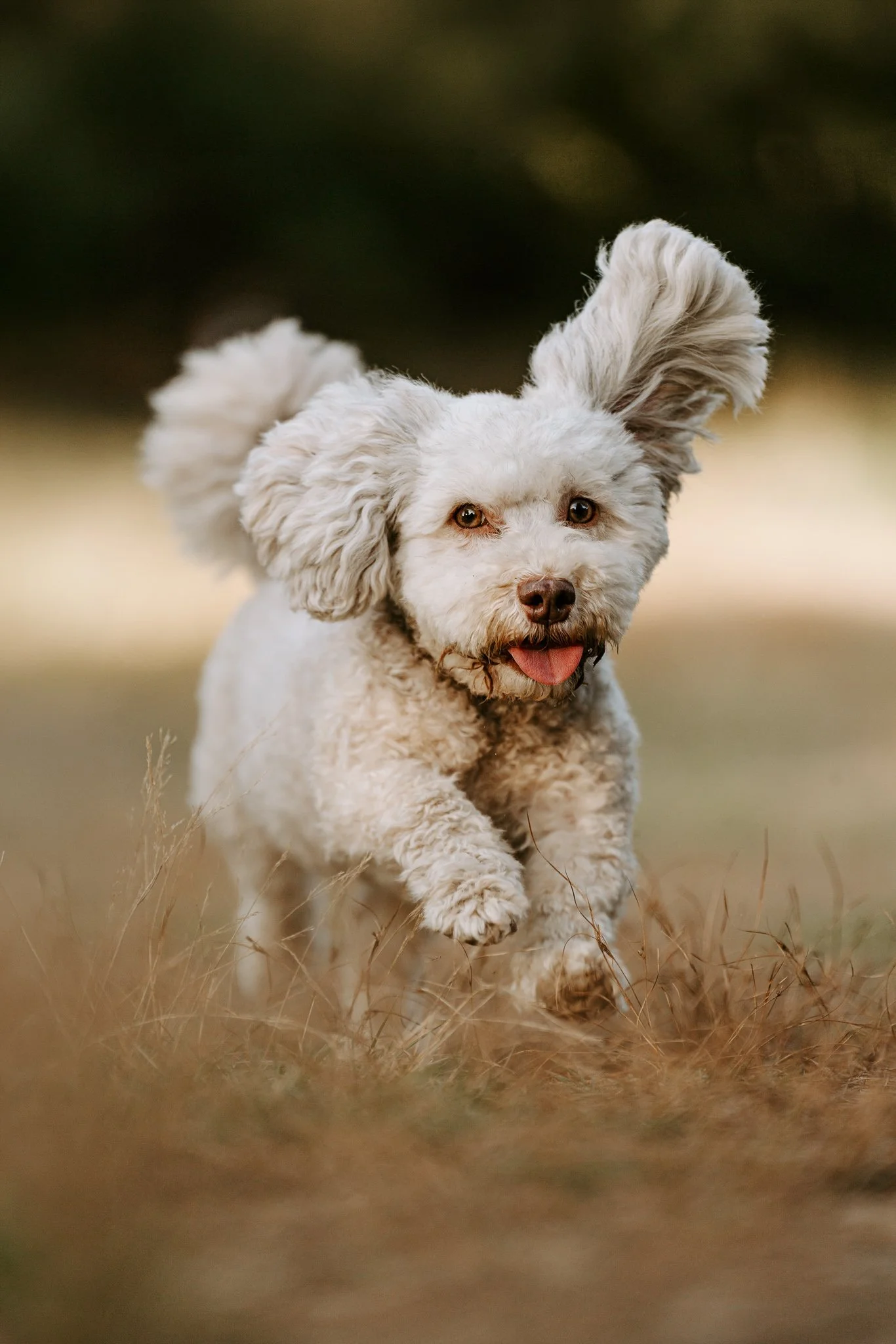 Hundefotografie Köln outdoor (121 von 130).jpg
