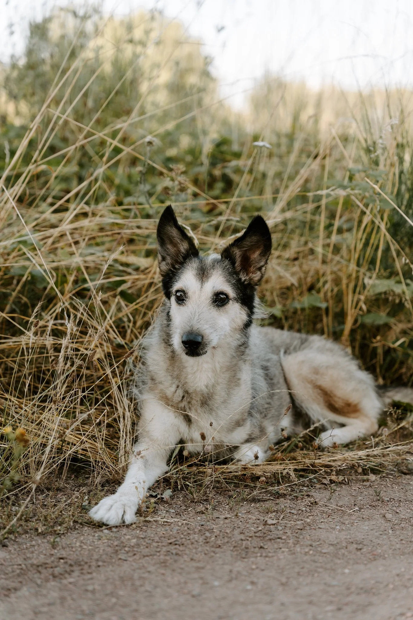 Hundefotografie Köln - Seniorhunde (2 von 35).jpg
