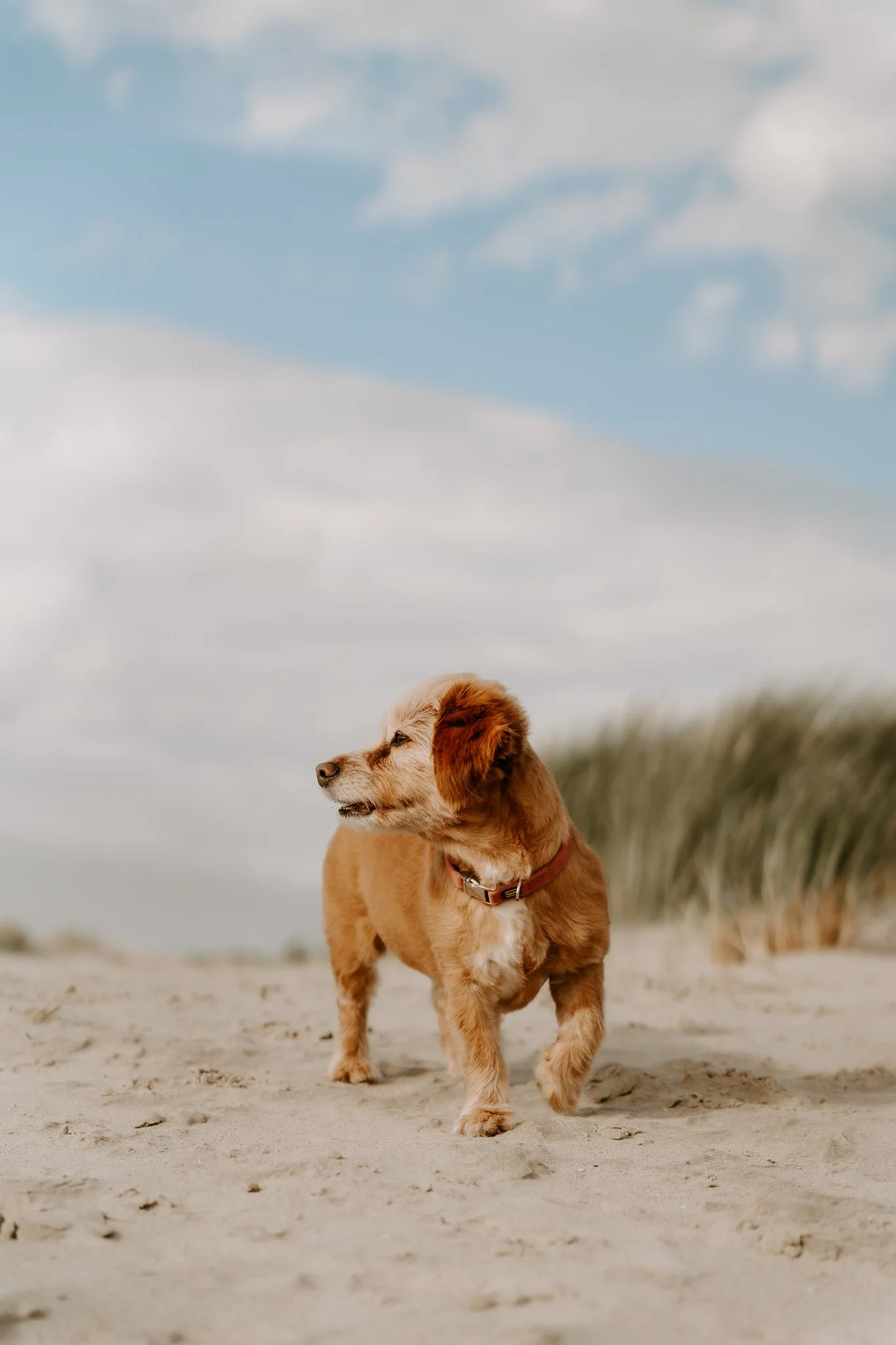 Hundefotos Holland (13 von 155).jpg