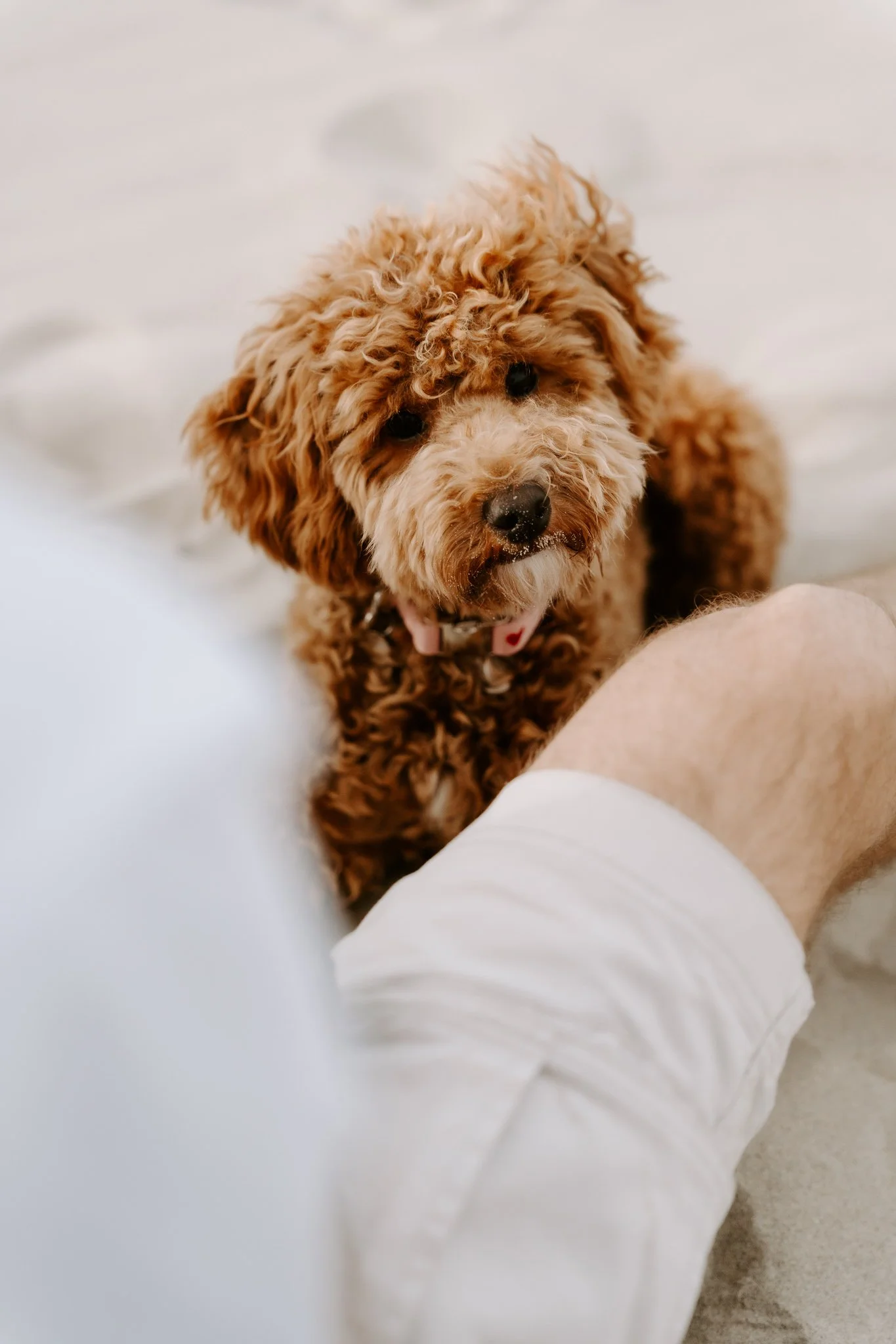 Familienshooting mit Hund in Holland am Strand (11 von 56).jpg