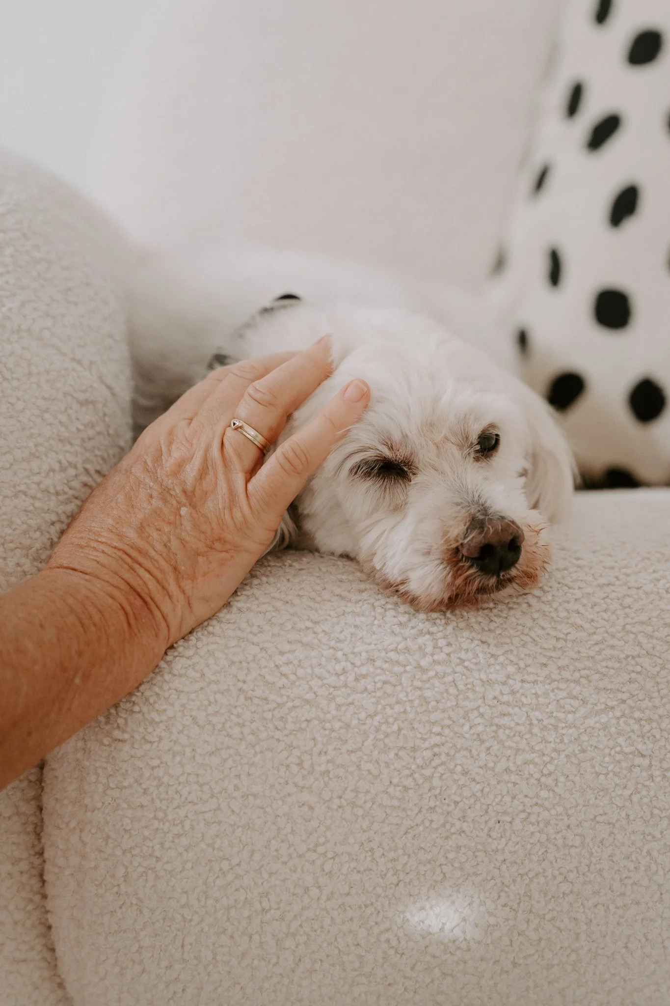 Cleane Hundefotografie Studio Köln  (11 von 16).jpg